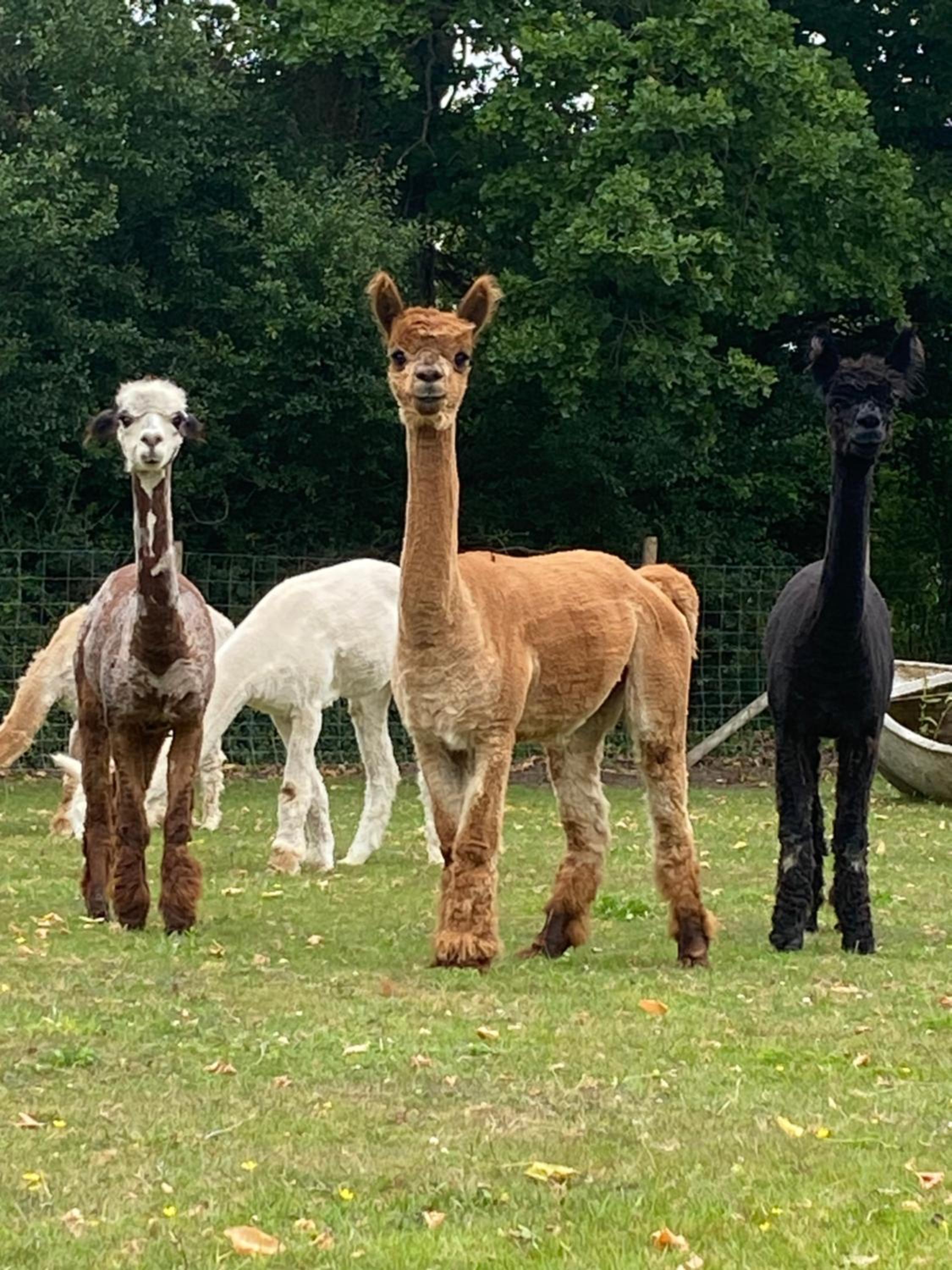 Couple and Pet Friendly Holiday Private Hot Tub and Alpacas Dorset UK