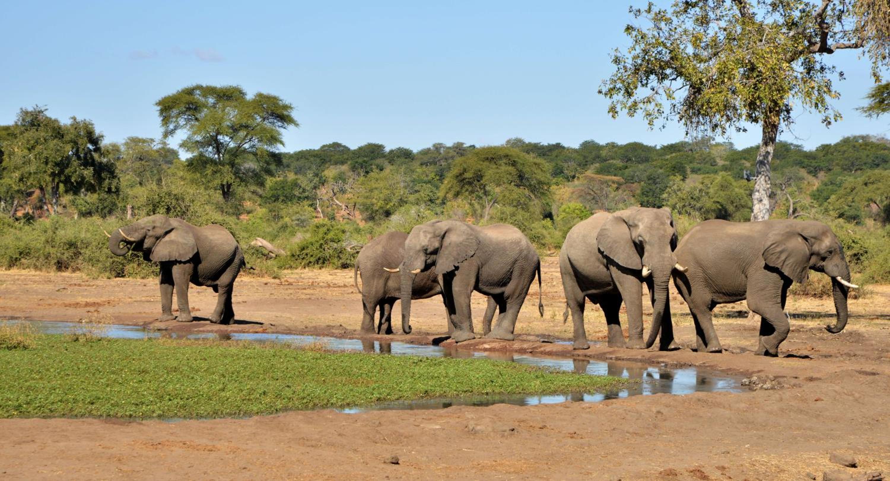 Elephant Valley Lodge