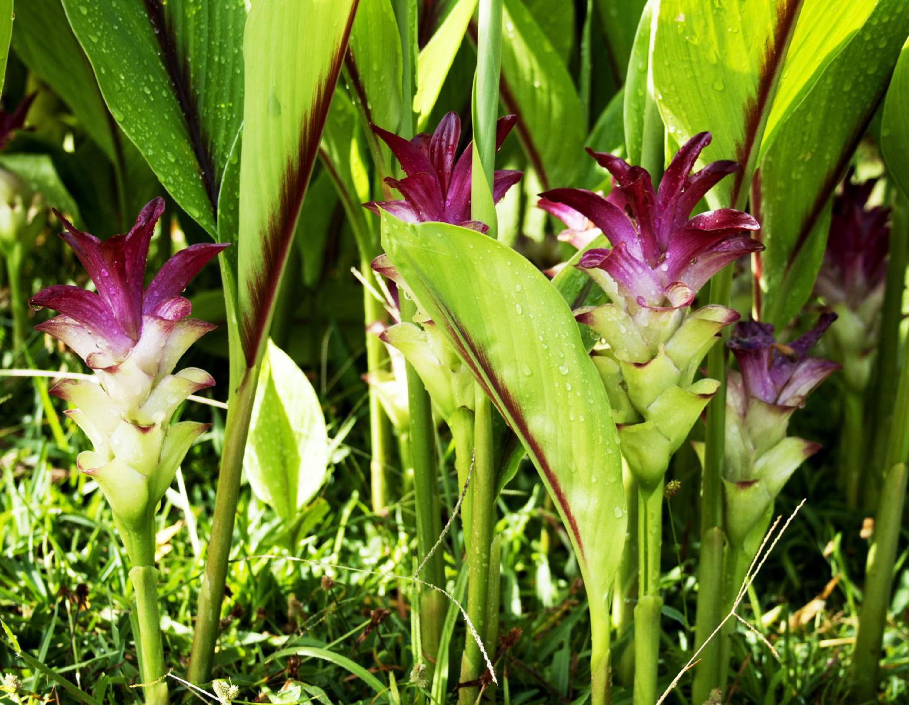 Finca Hotel Villa Clara