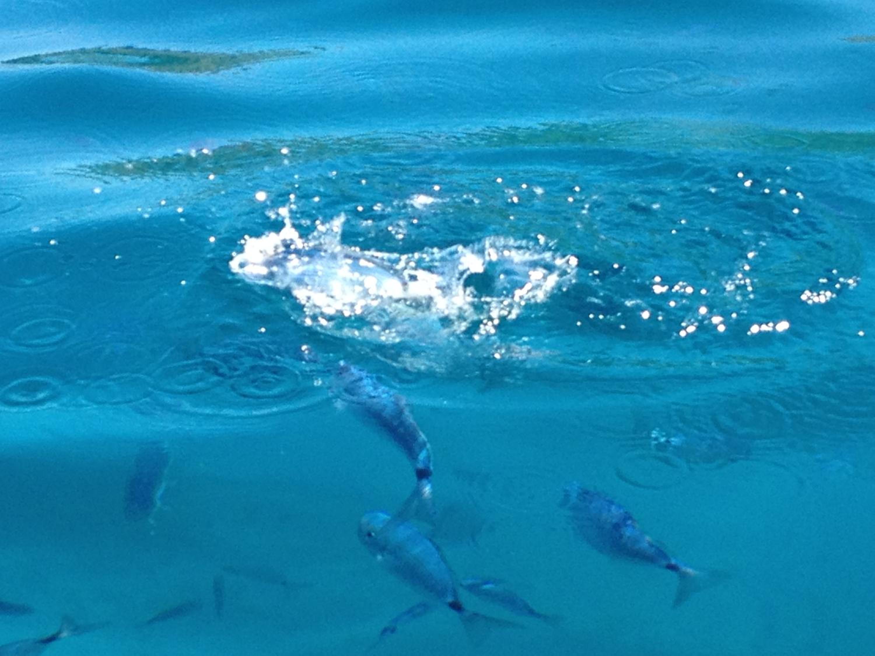 Photo 32