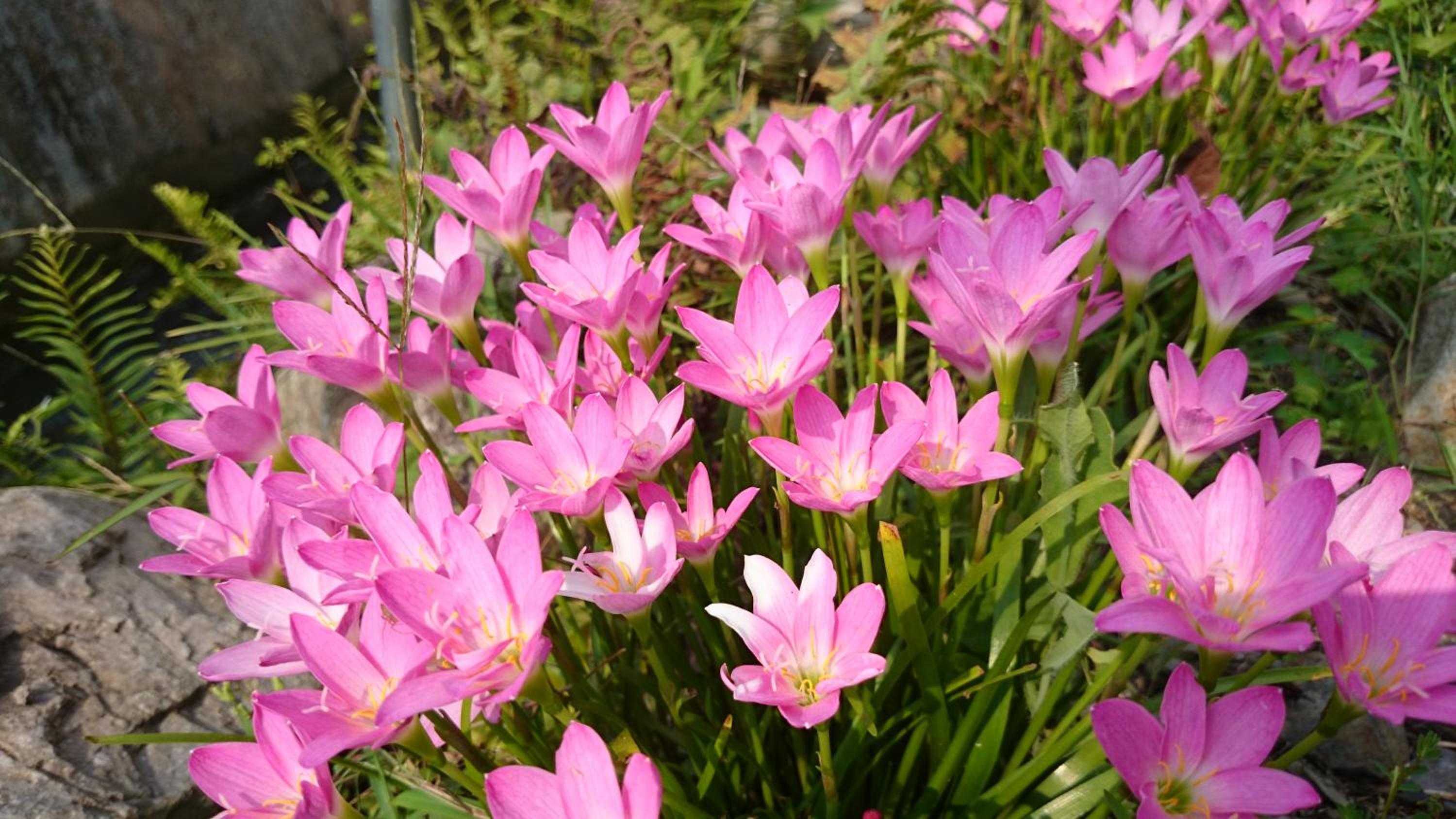 Beauty Spring N Harvest Guest House