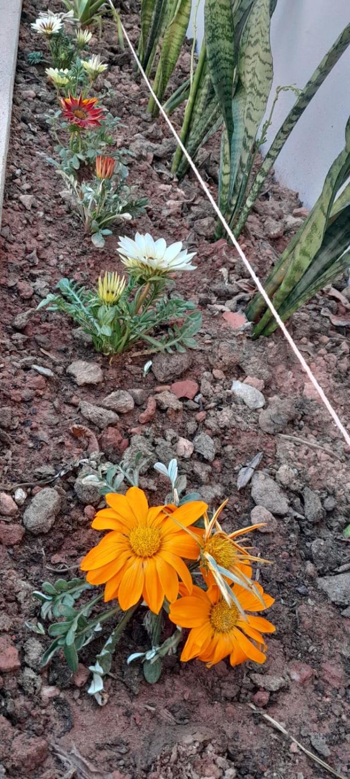 Garden House Canastra