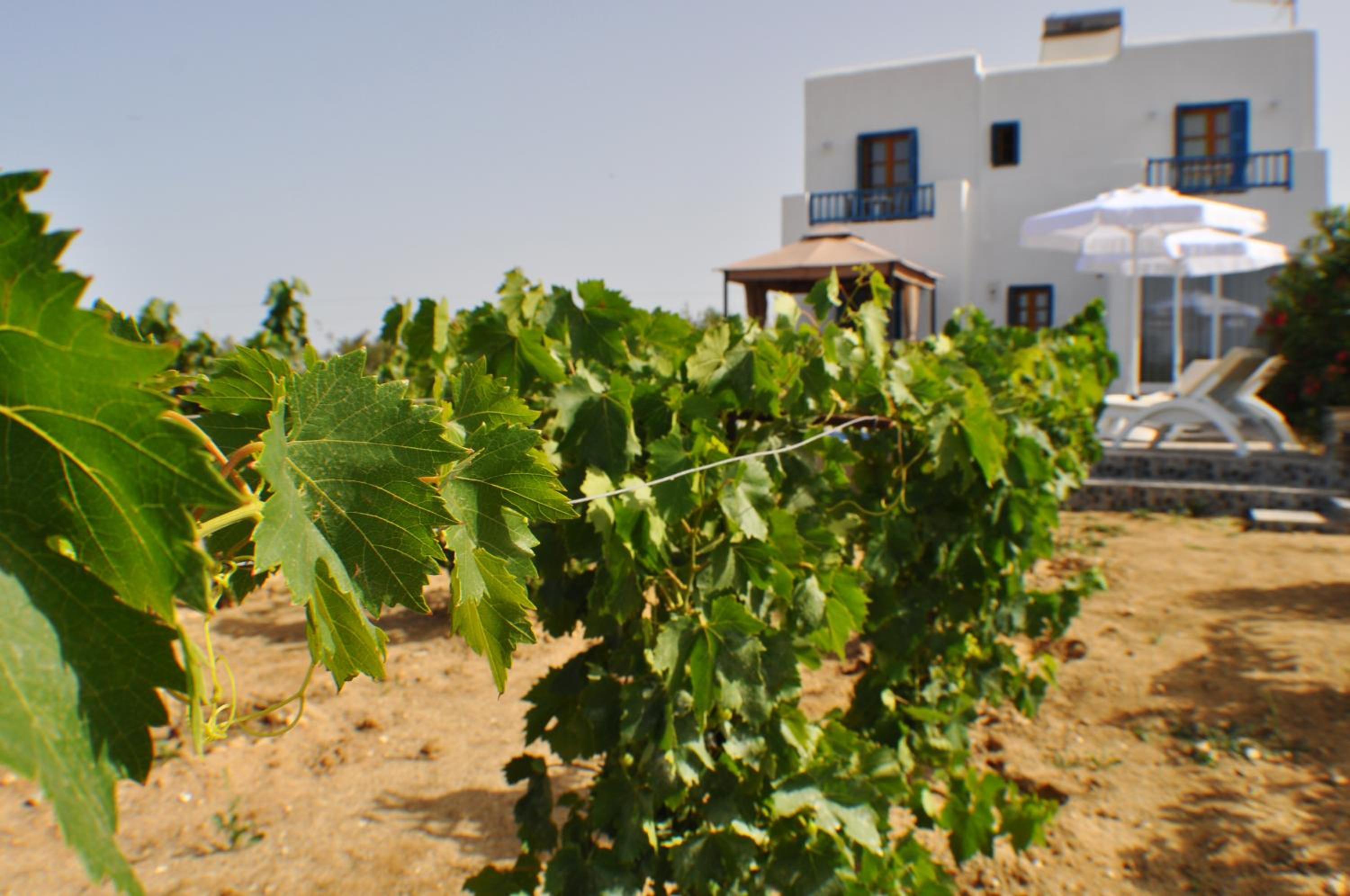 Ariadne House photo 2