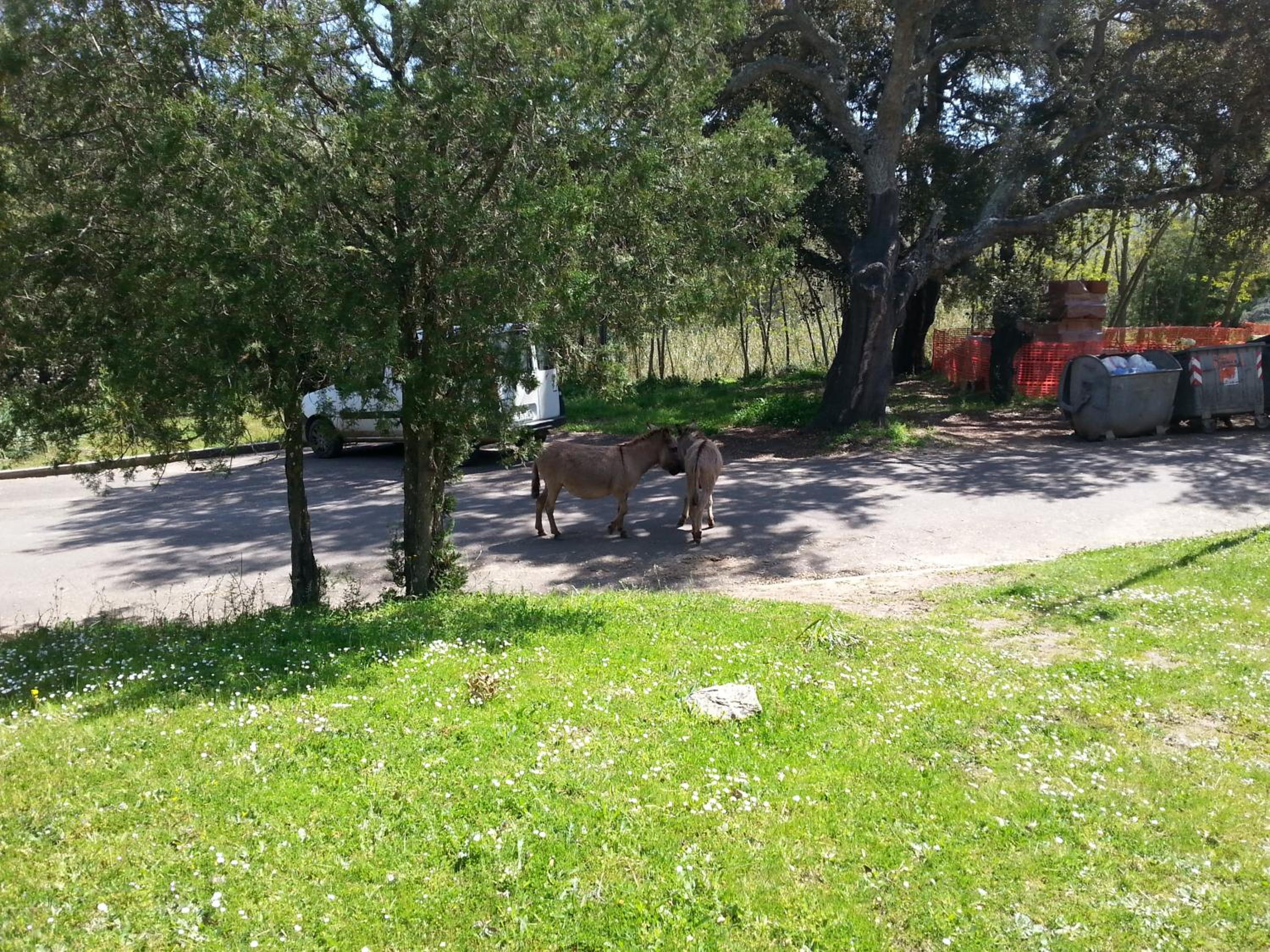 Photo 42