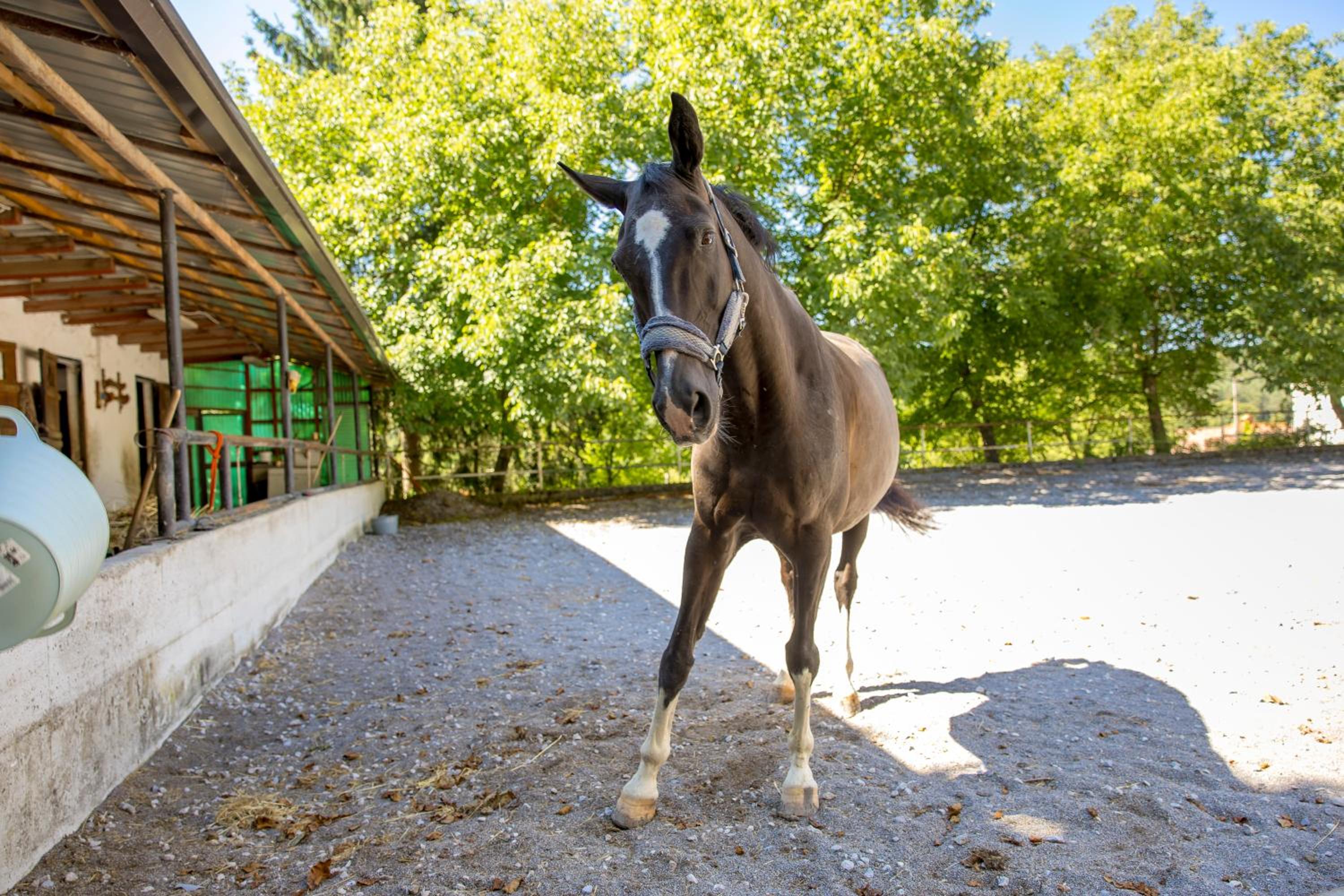Ranč Katja in Abdul