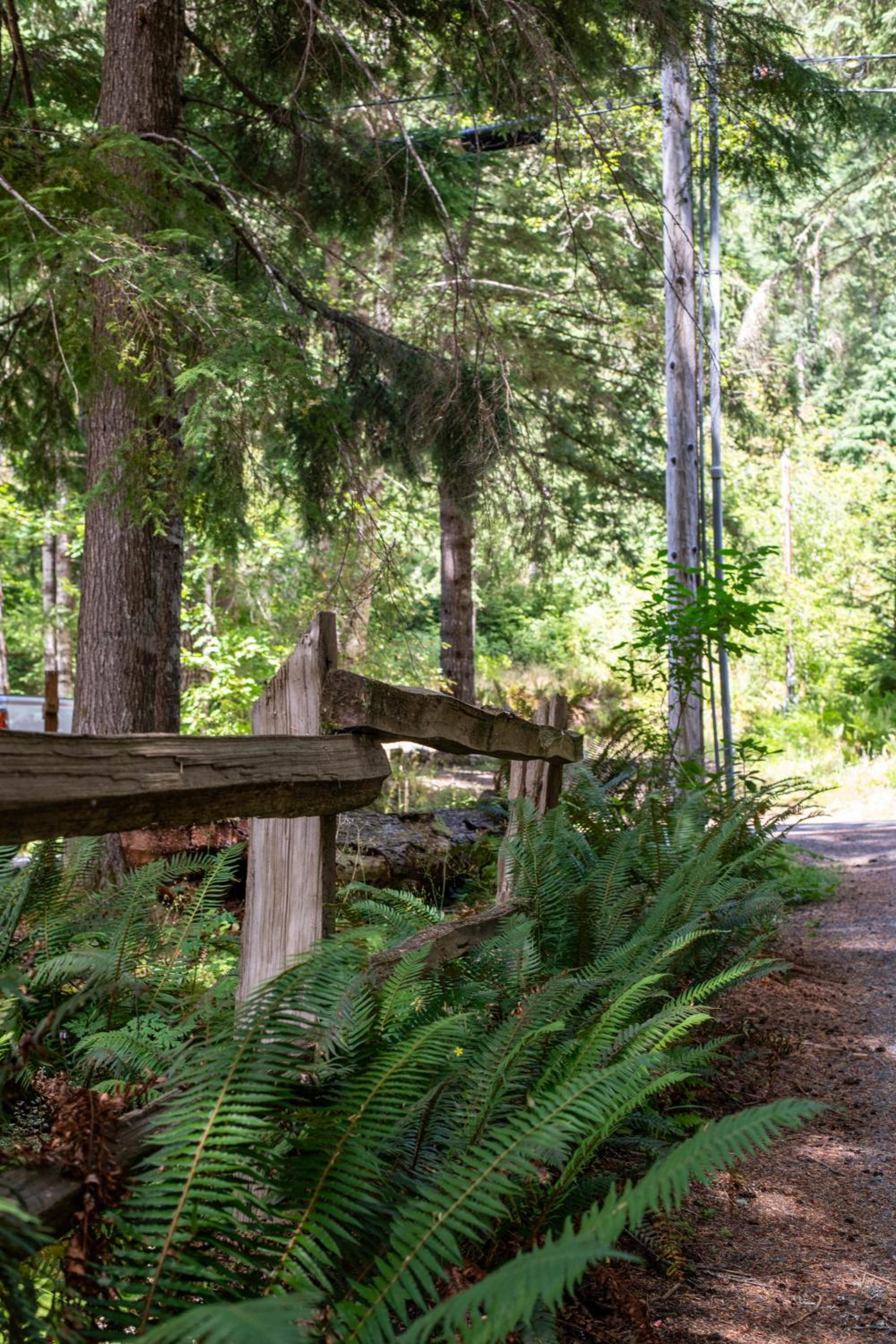 Fog & Fern Hideaway at Mount Rainier