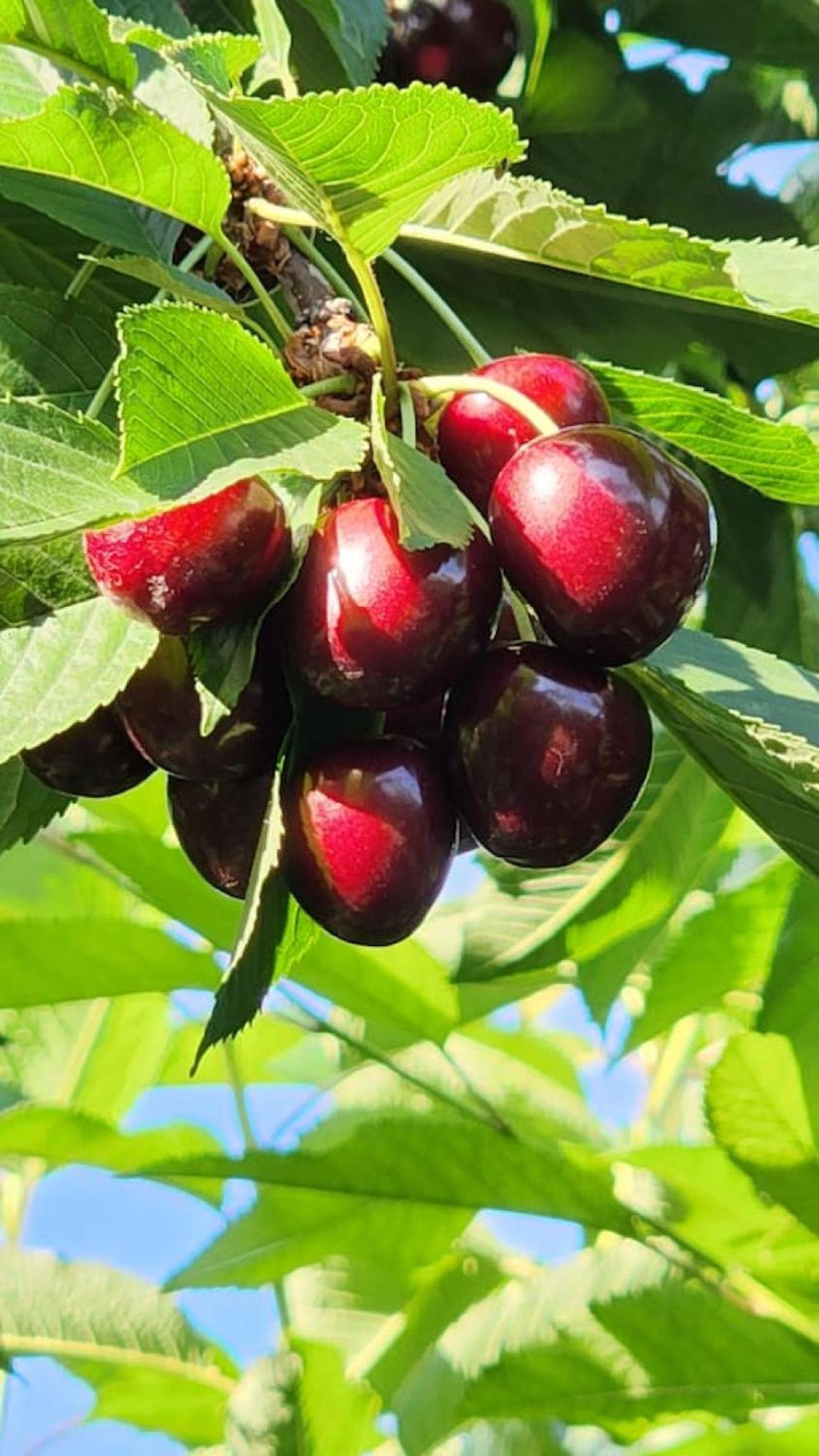 Inn The Orchard, Valley View, Modern Container