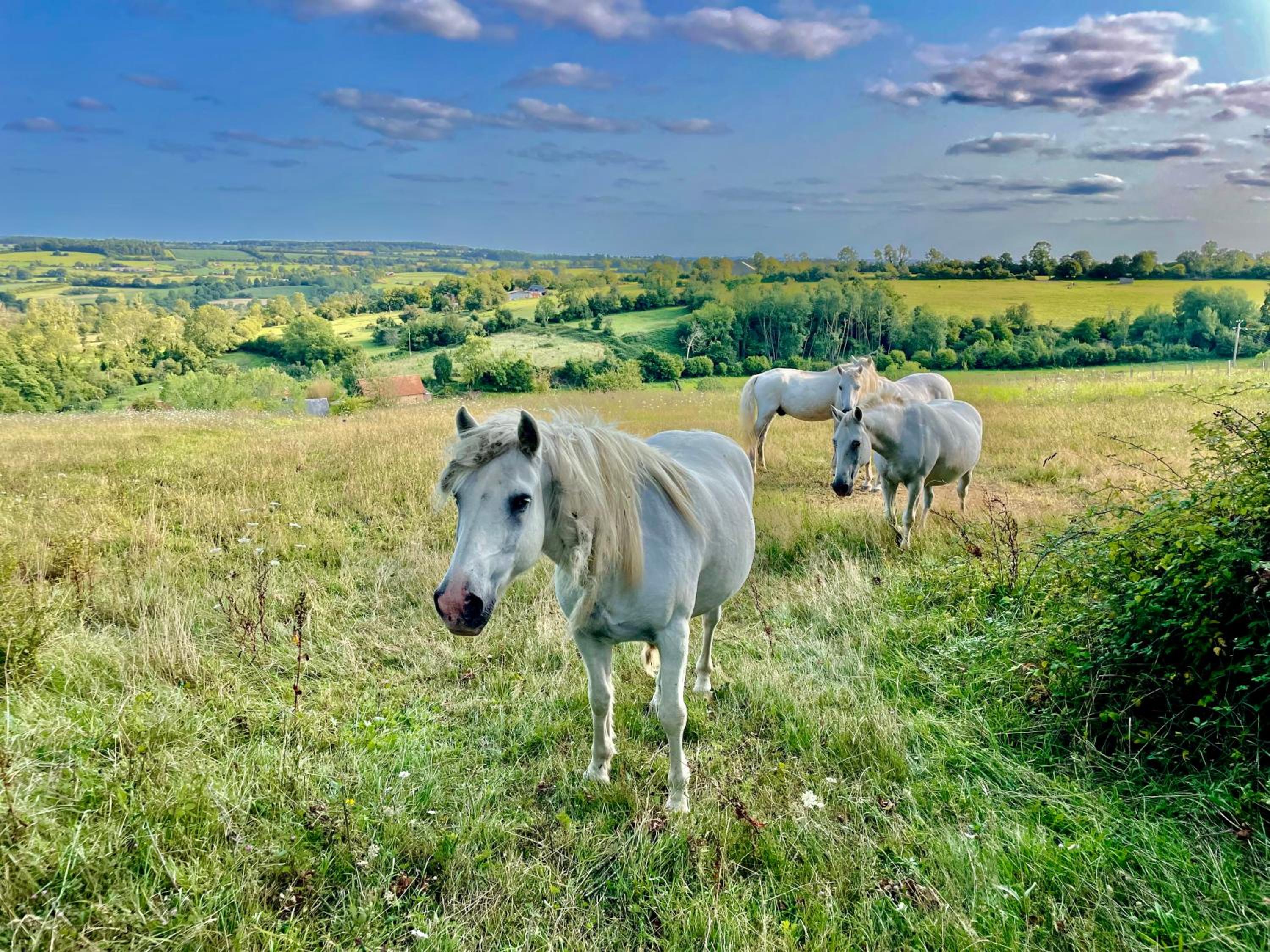 Le Hameau des Prés-Verts, un séjour détente et bien être pour les amoureux de la nature au cœur du Pays d'Auge, en Normandie