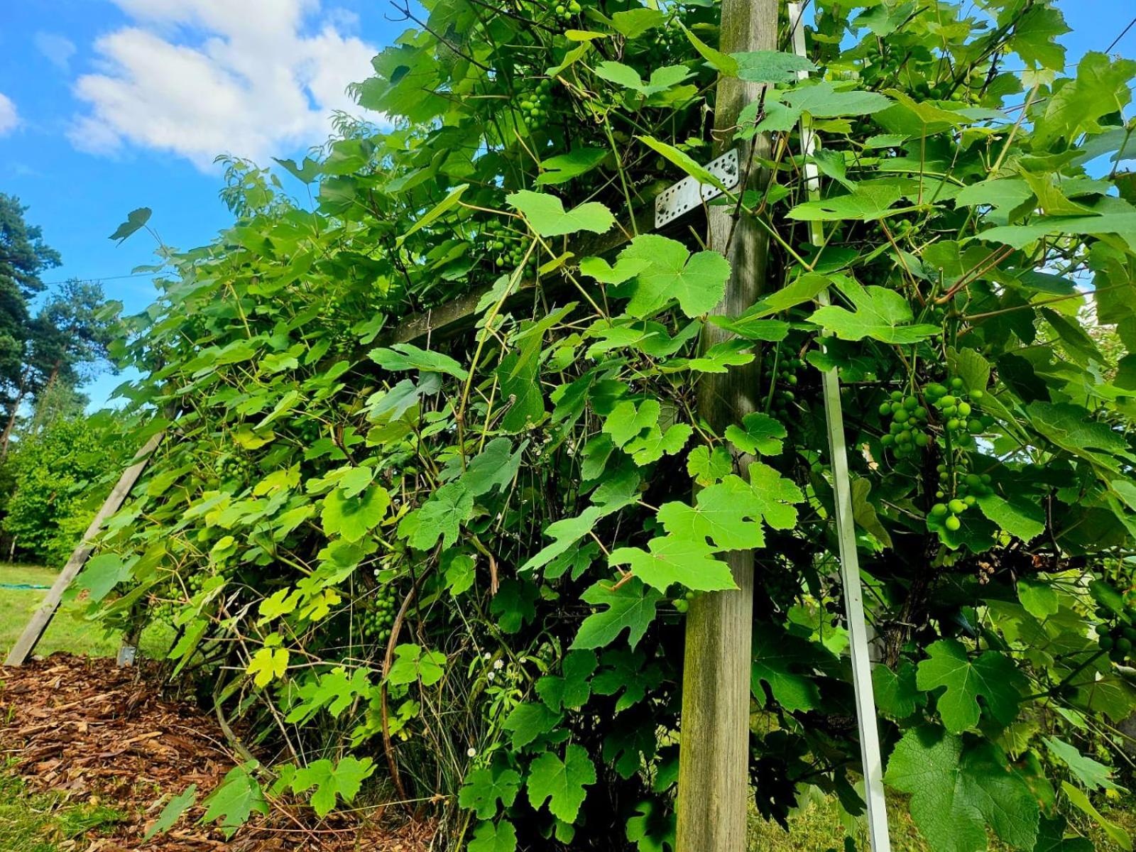 Pisarkowe Pole