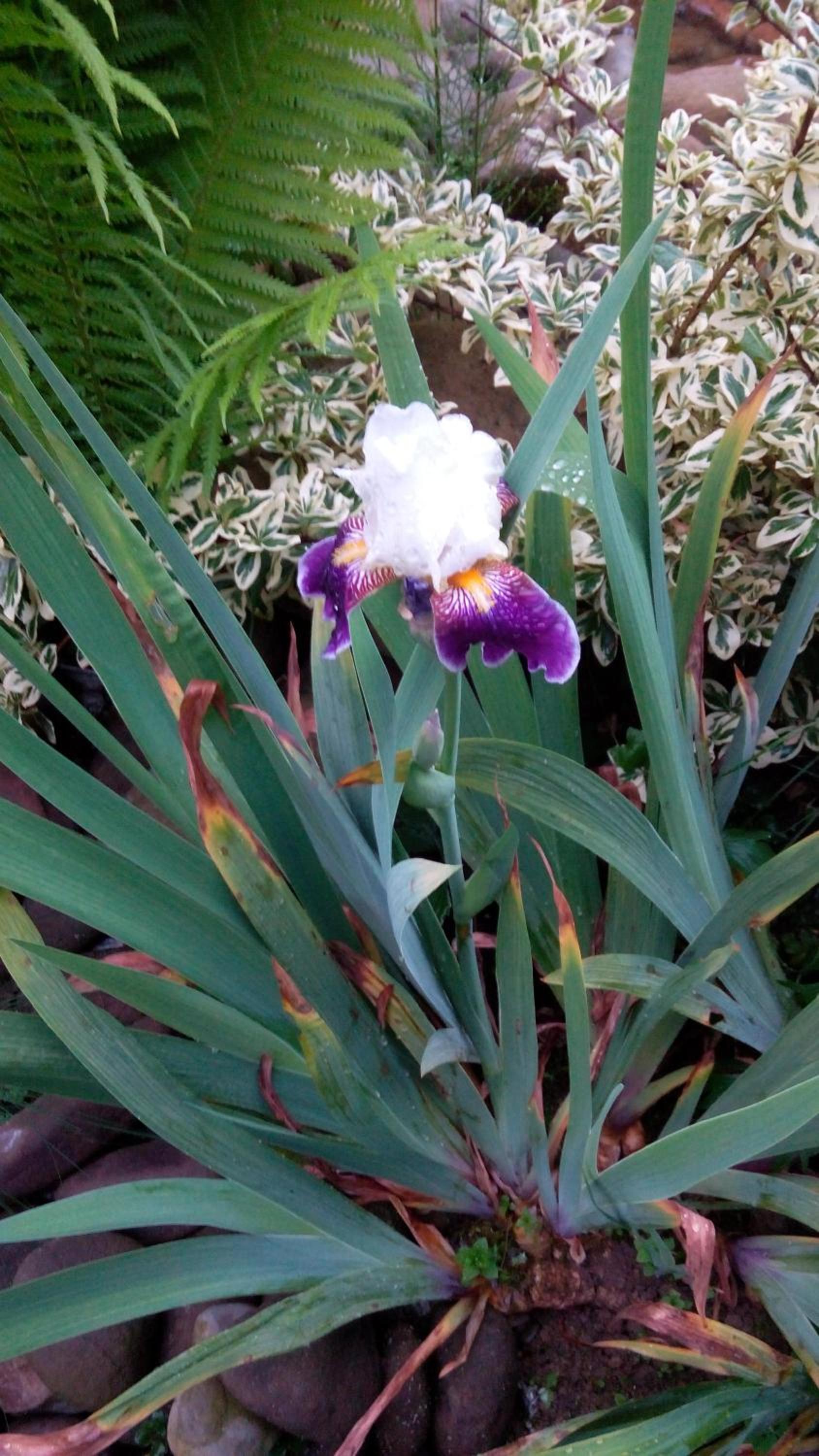 Photo 46
