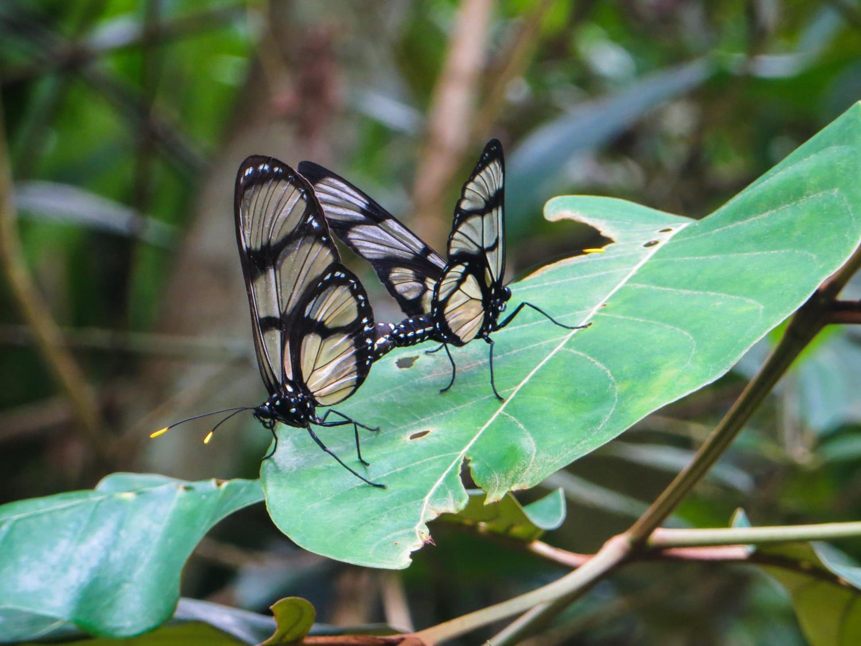 El Encanto Nature Reserve
