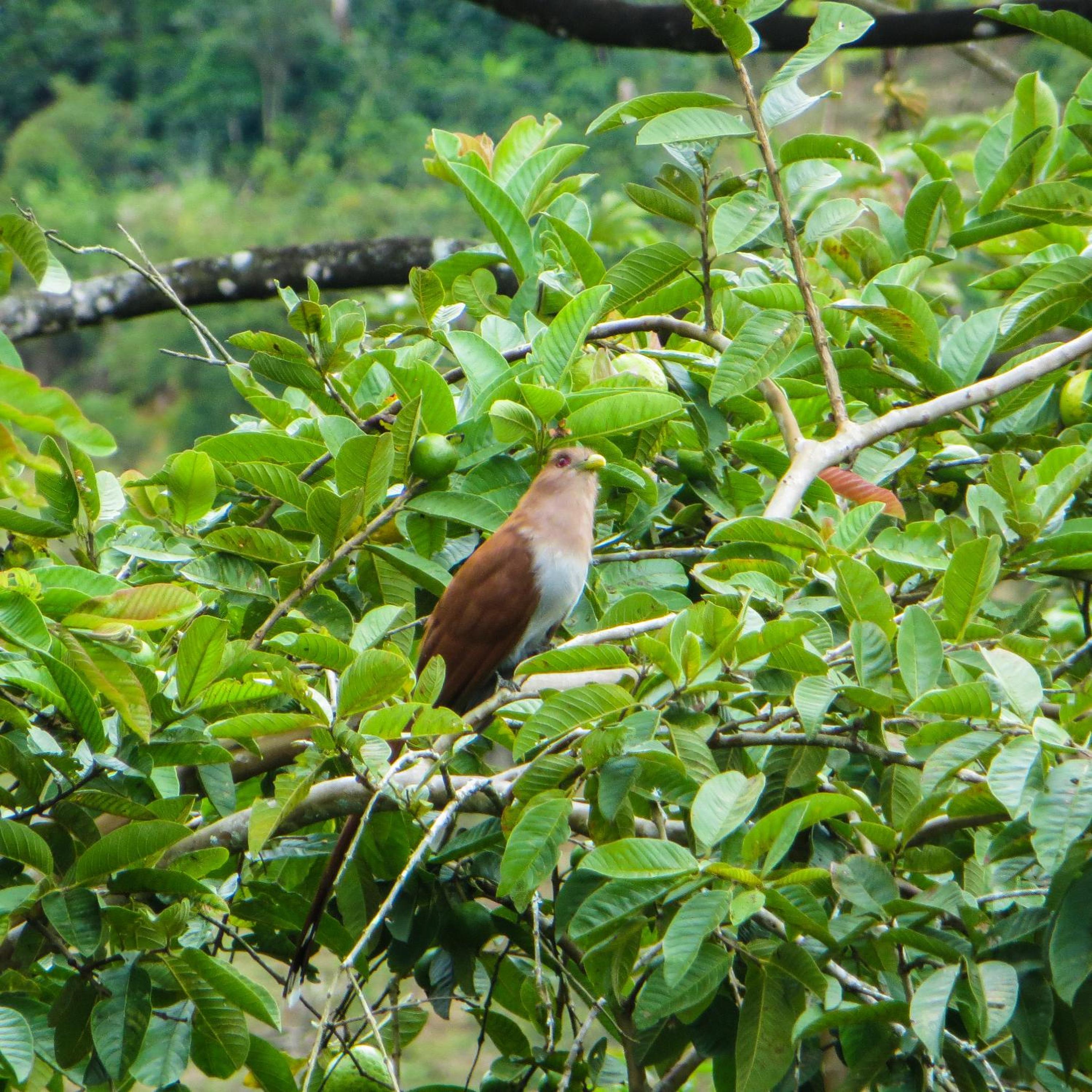 El Encanto Nature Reserve