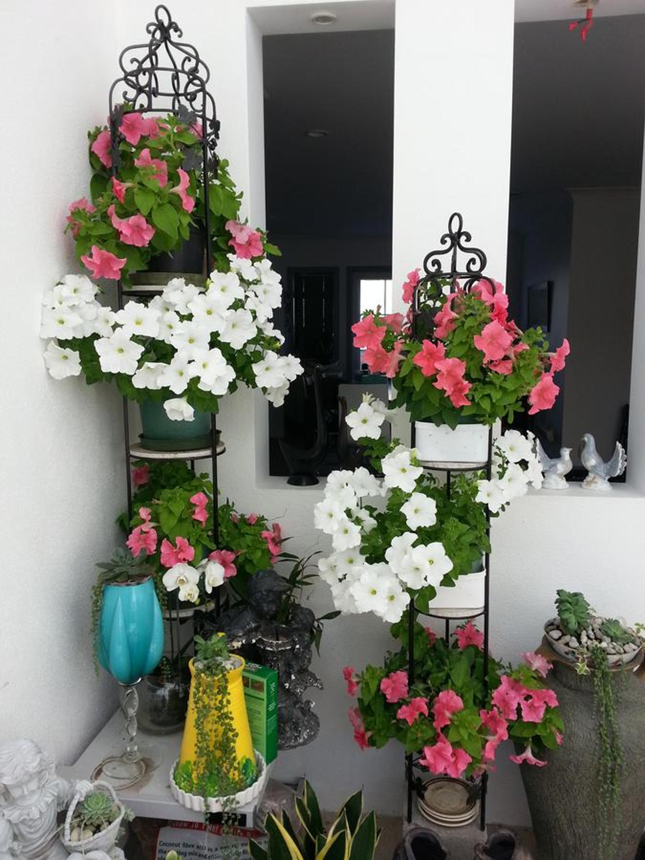 Lush & Co Auckland Bed & Breakfast