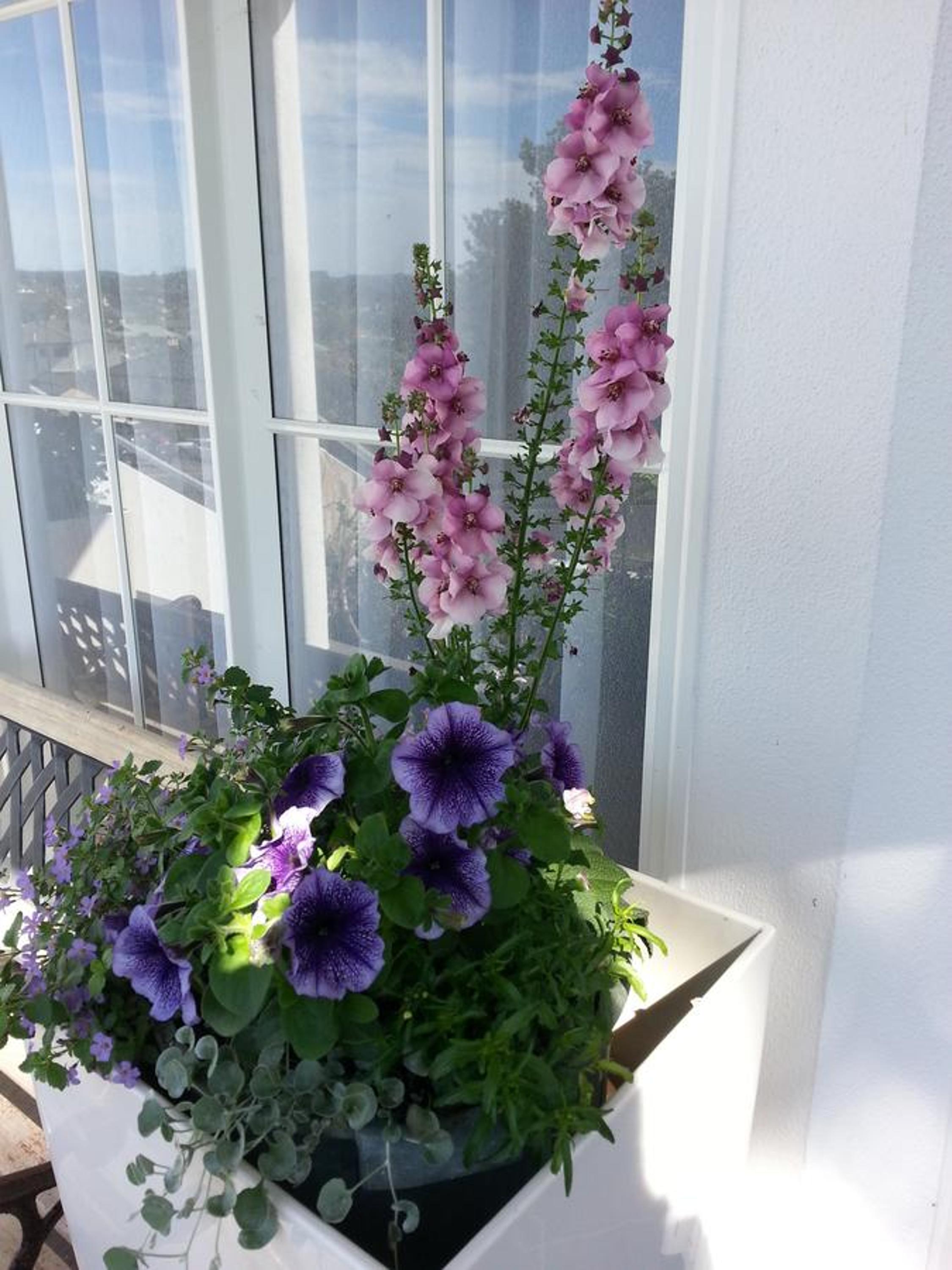 Lush & Co Auckland Bed & Breakfast