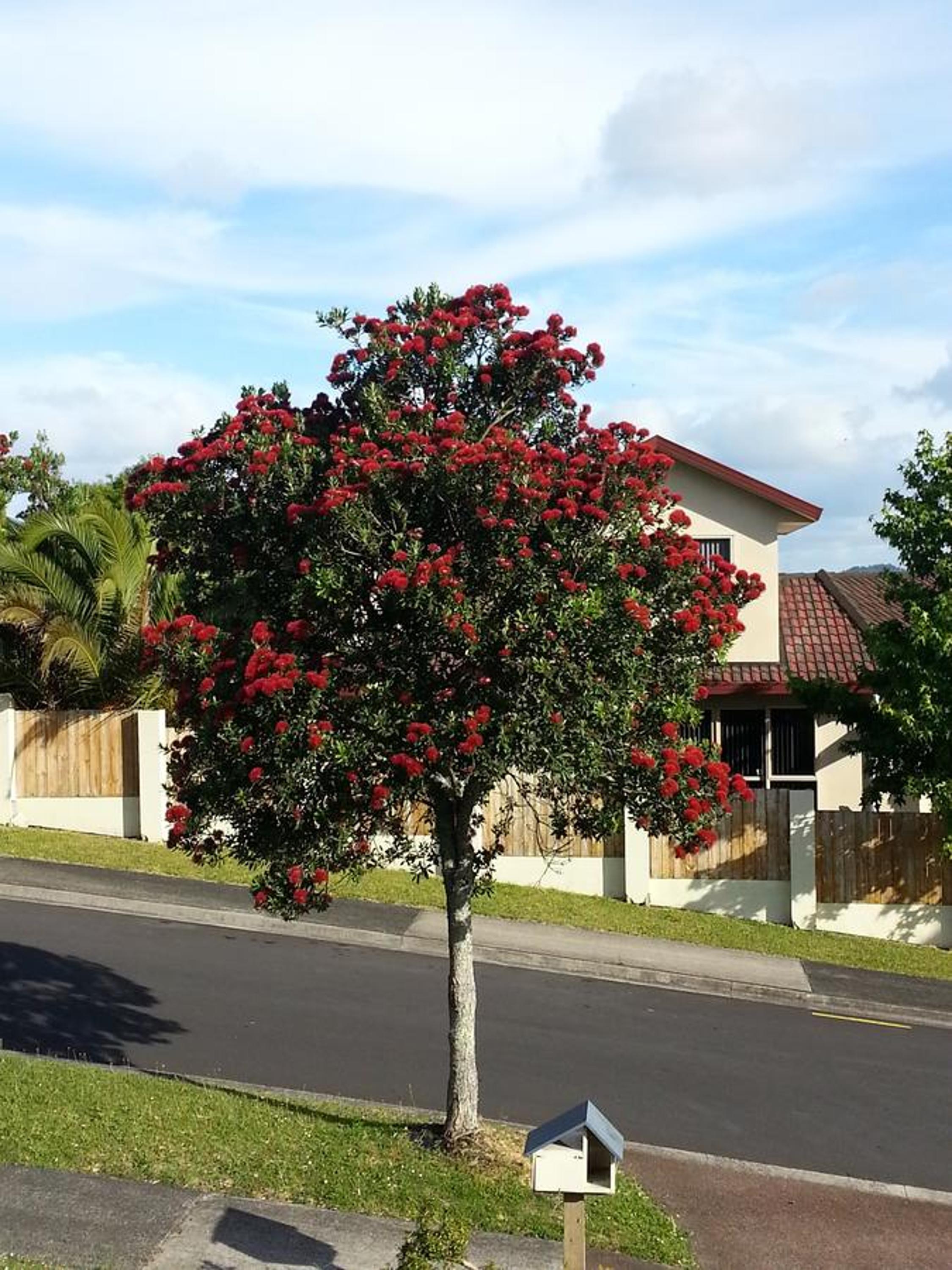 Lush & Co Auckland Bed & Breakfast