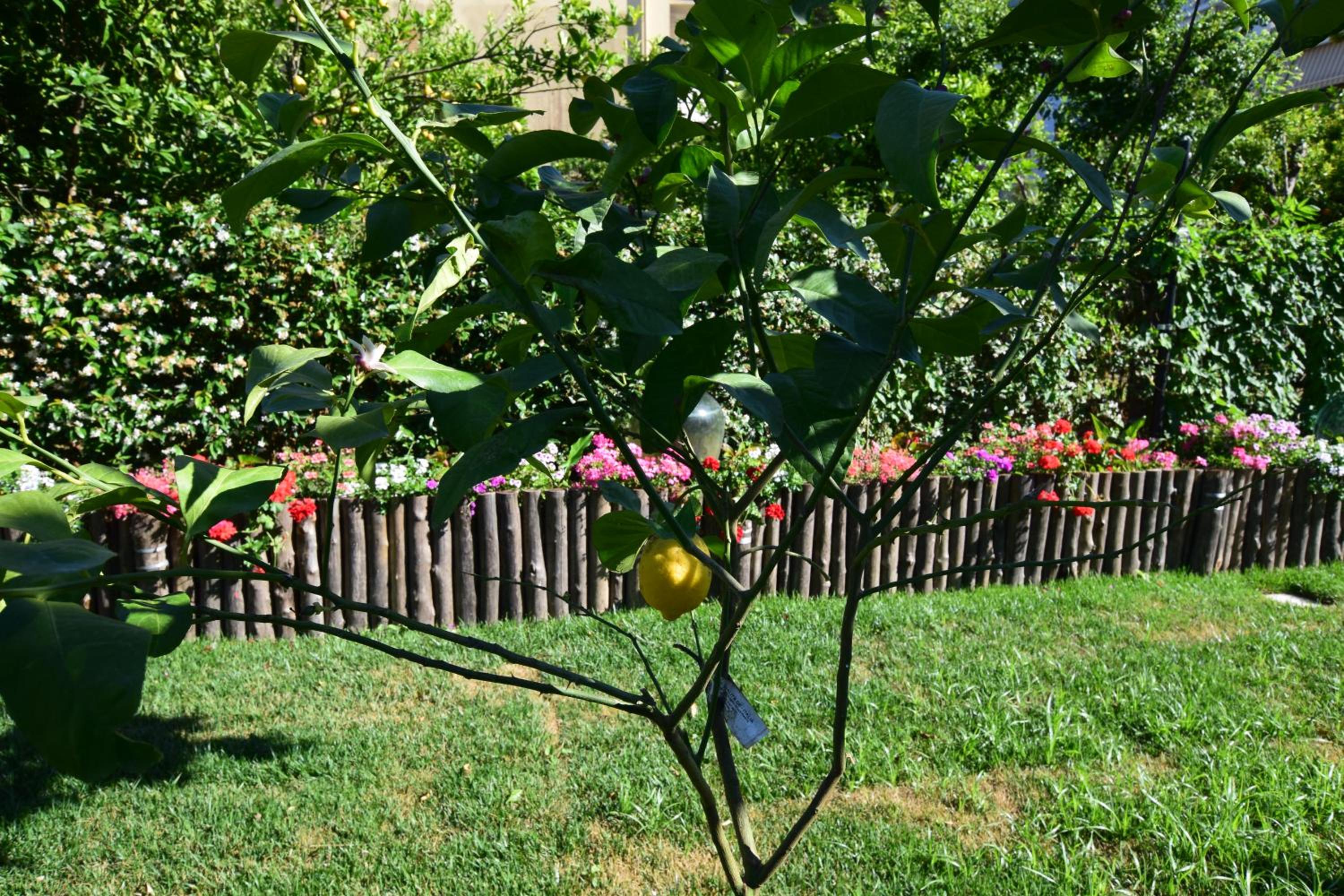 Giardino Sorrentino