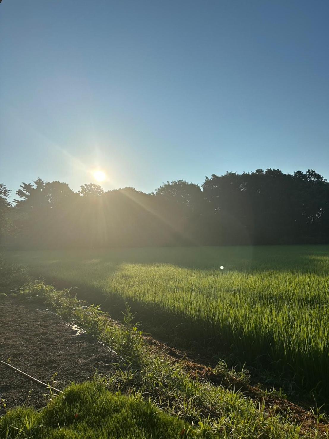 緑と光が包む家
