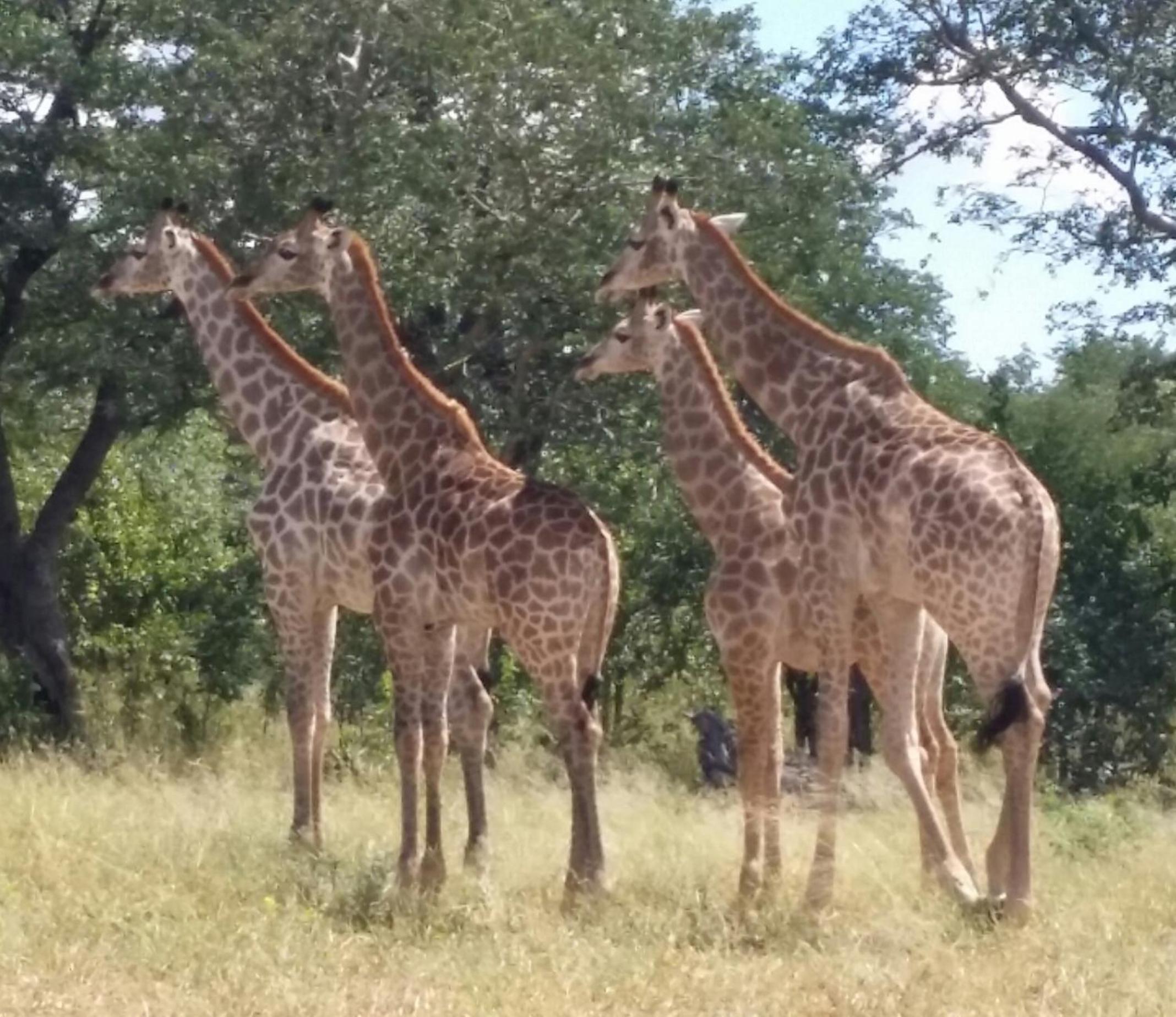Mwandi View