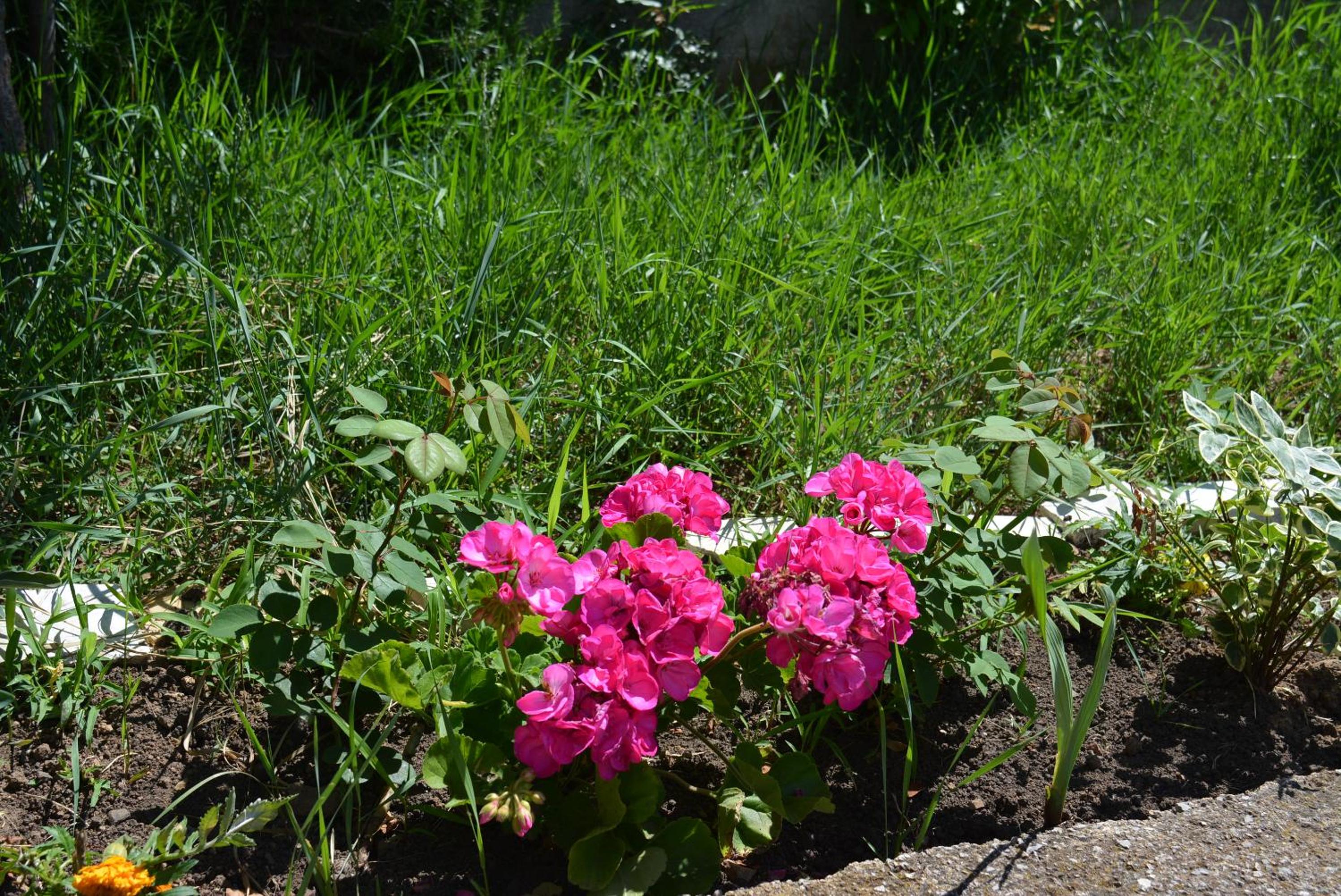 Photo 36