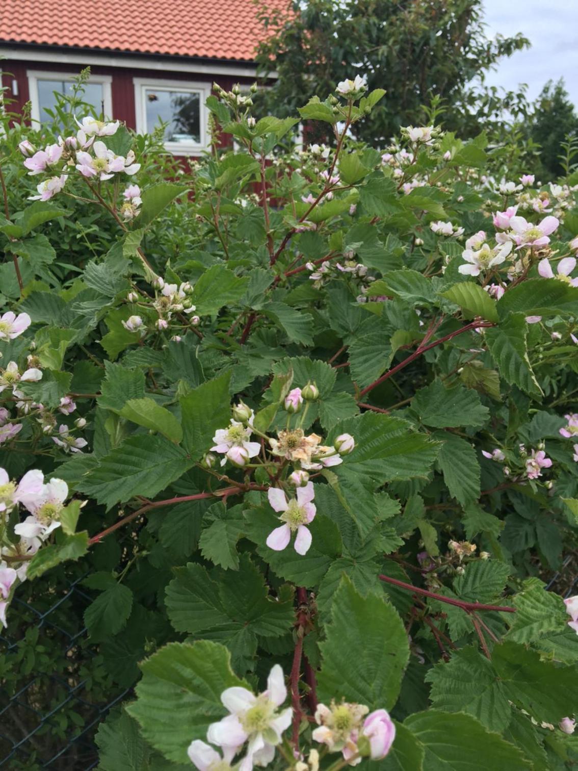 Vandrarhem & Lofthus Solstickan Mellbystrand