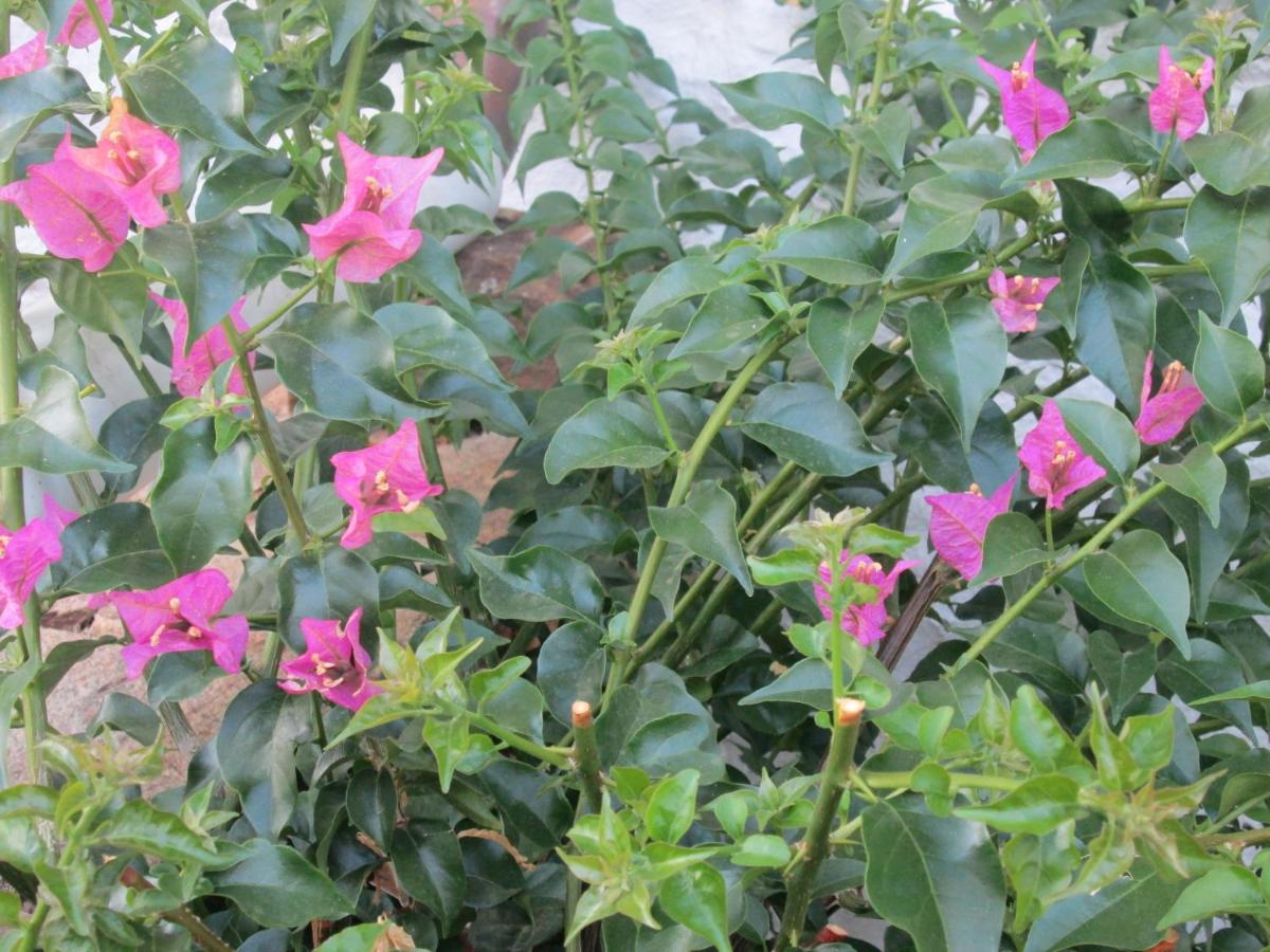 Photo 25