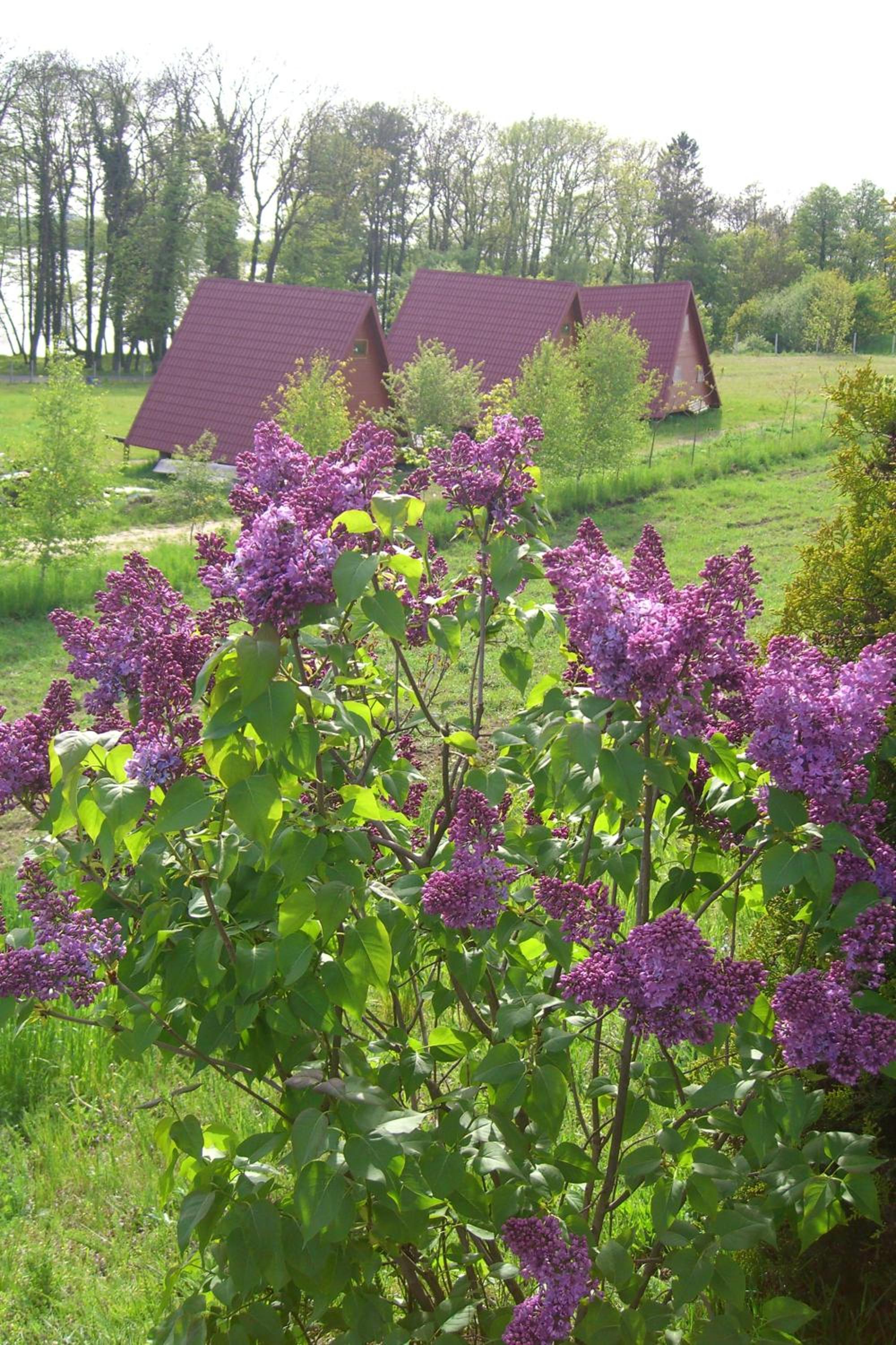 Photo 64