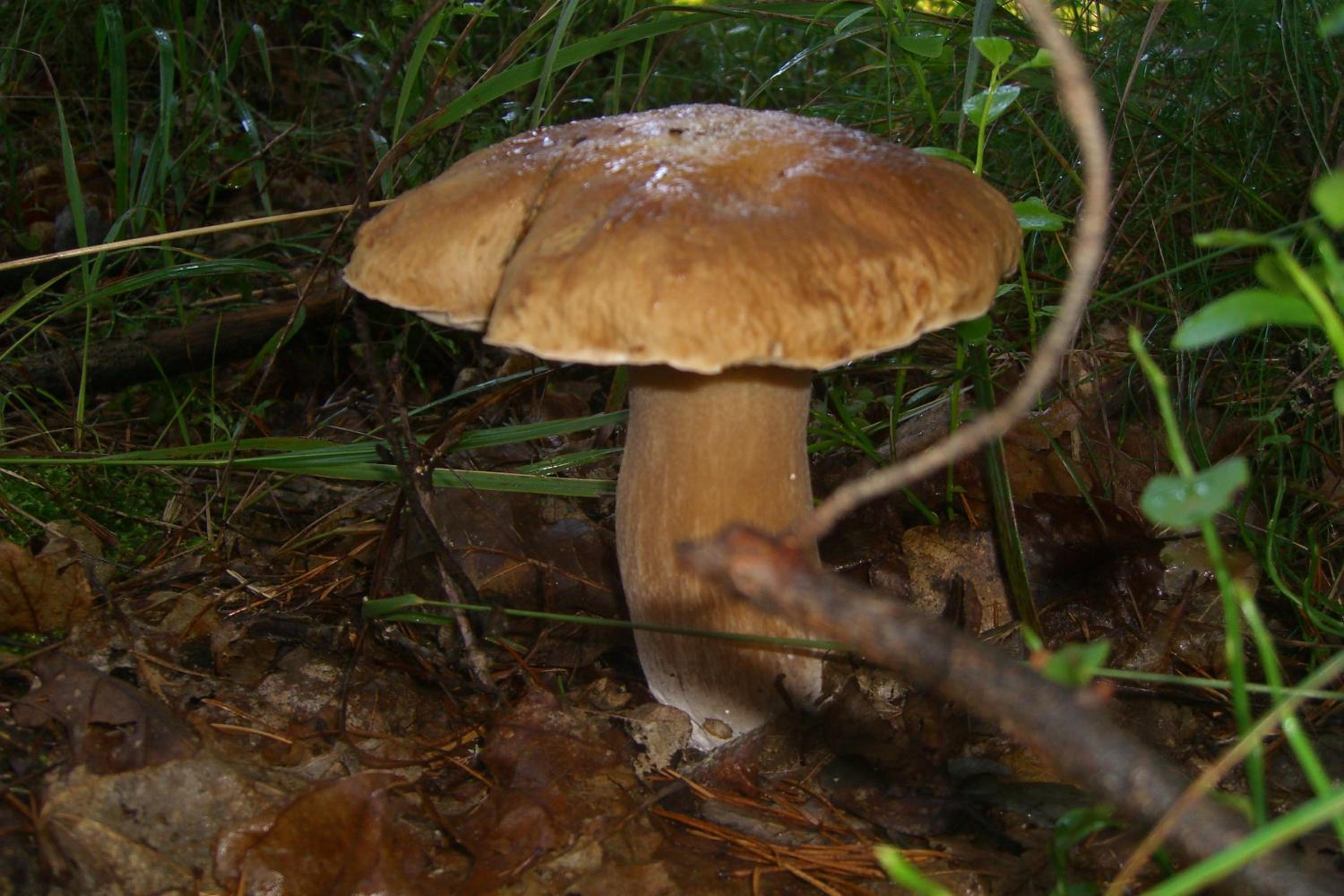 Photo 47