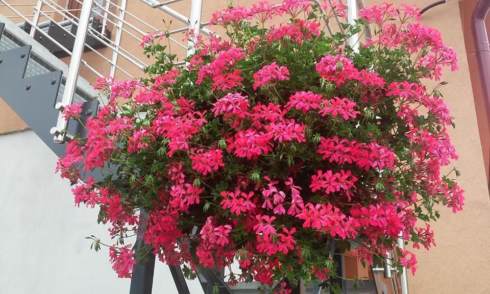 Photo 75