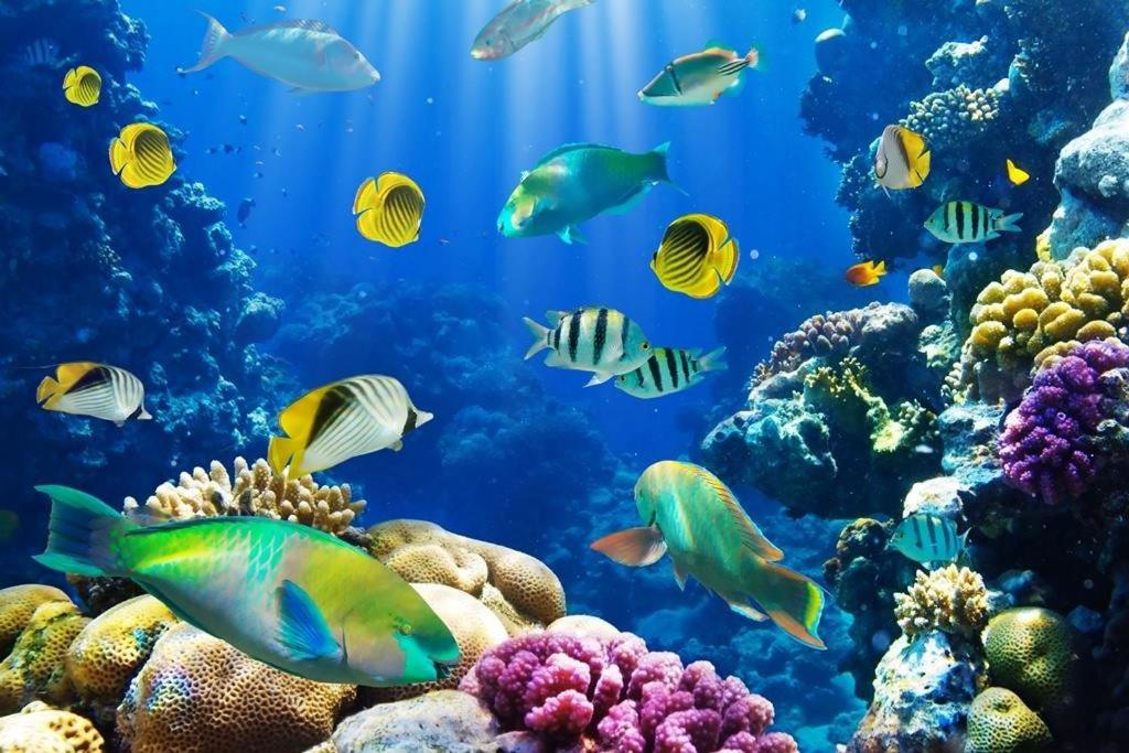 Elegant Apartments & Aquapark - B&B- FREE WI-FI-Sharm El Sheikh