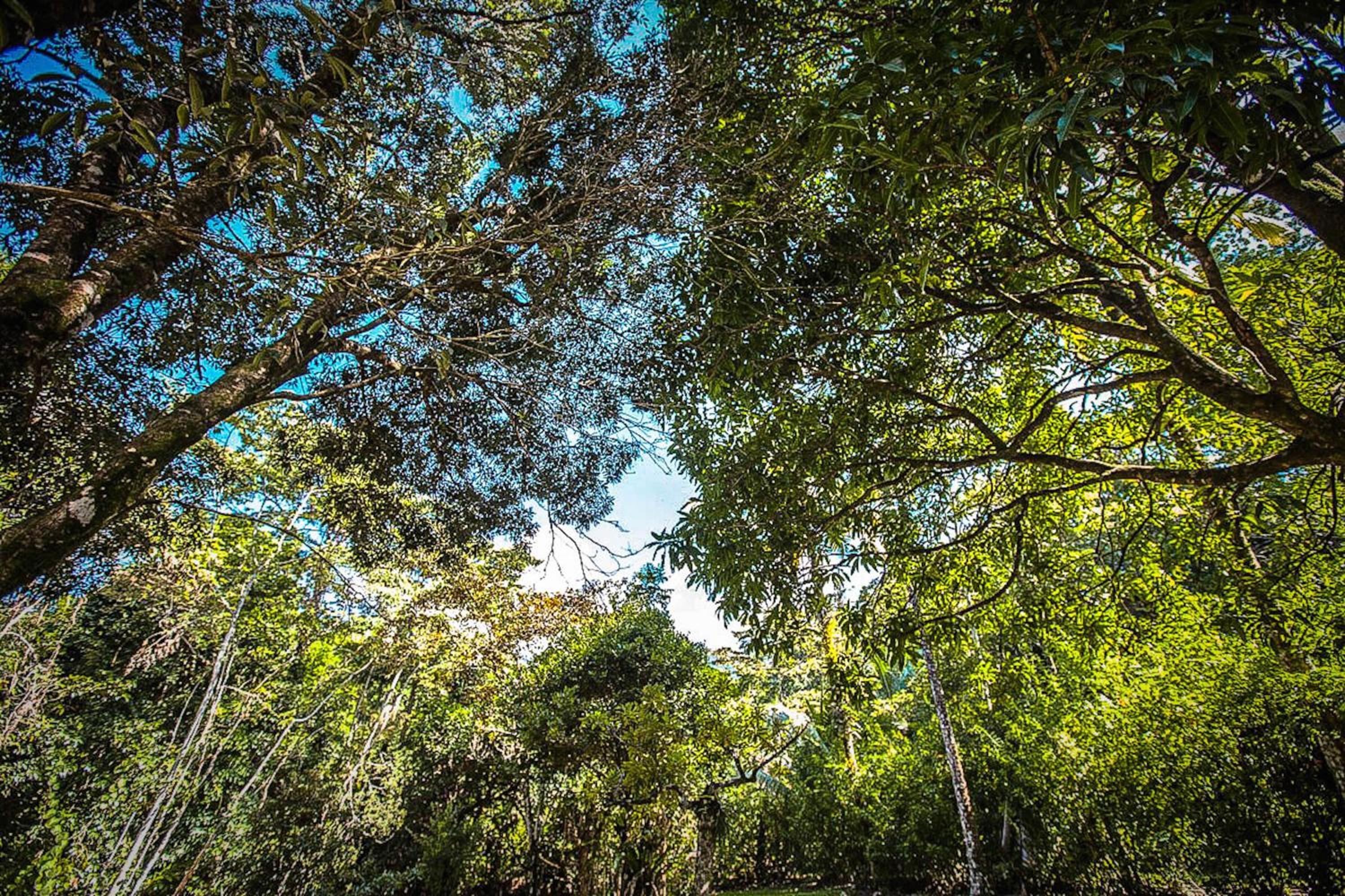 Cape Tribulation Holiday House