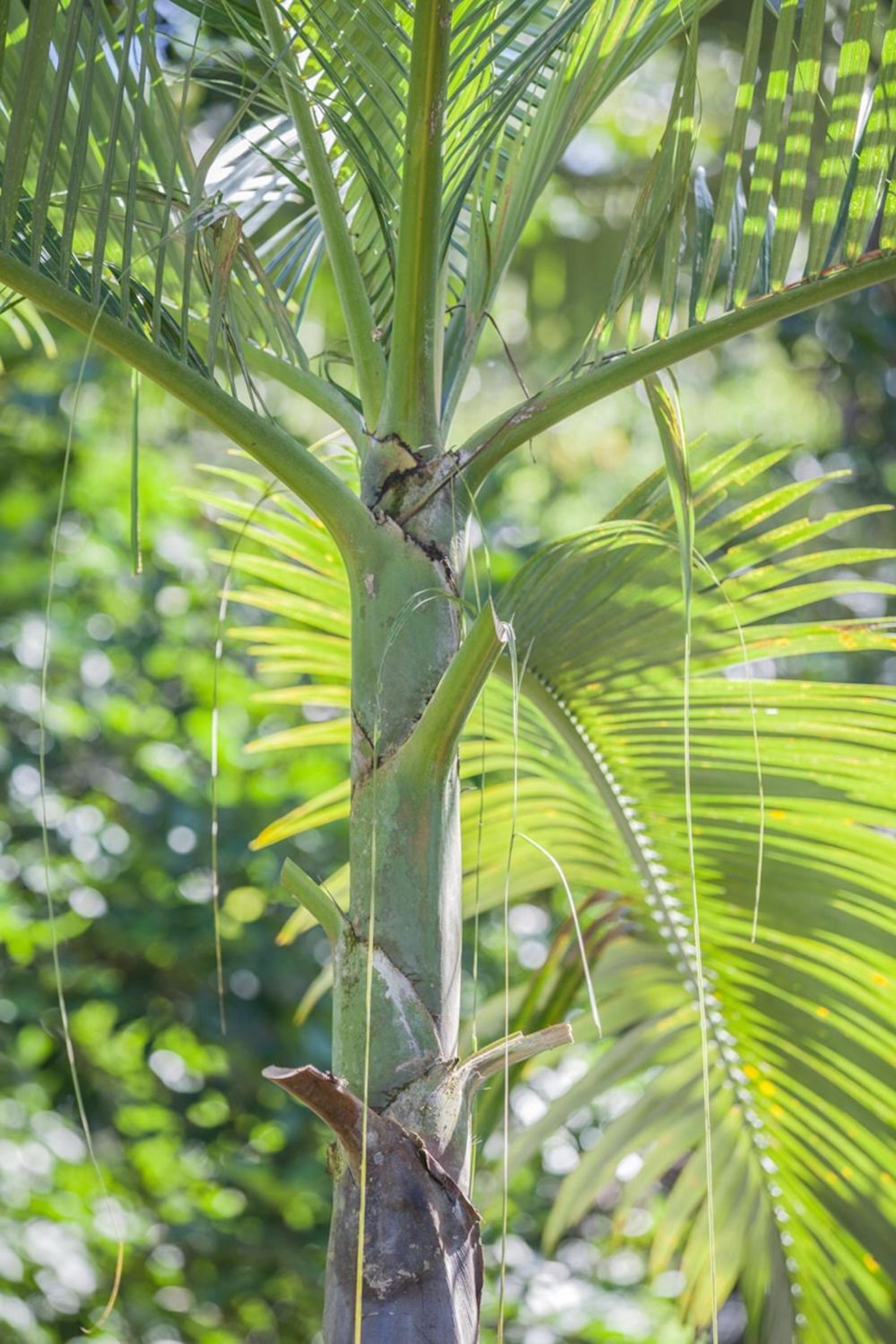Cape Tribulation Holiday House