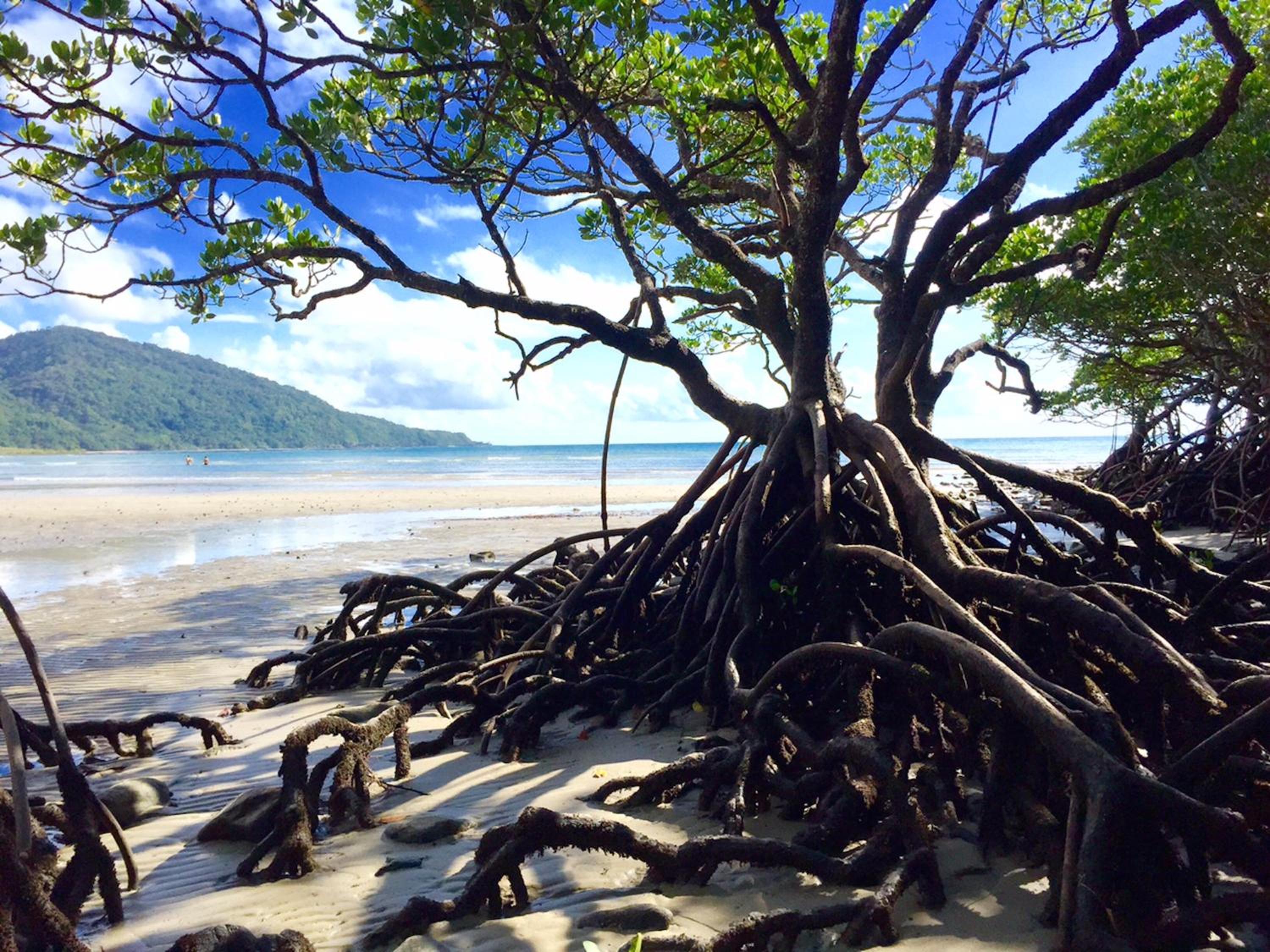Cape Tribulation Holiday House