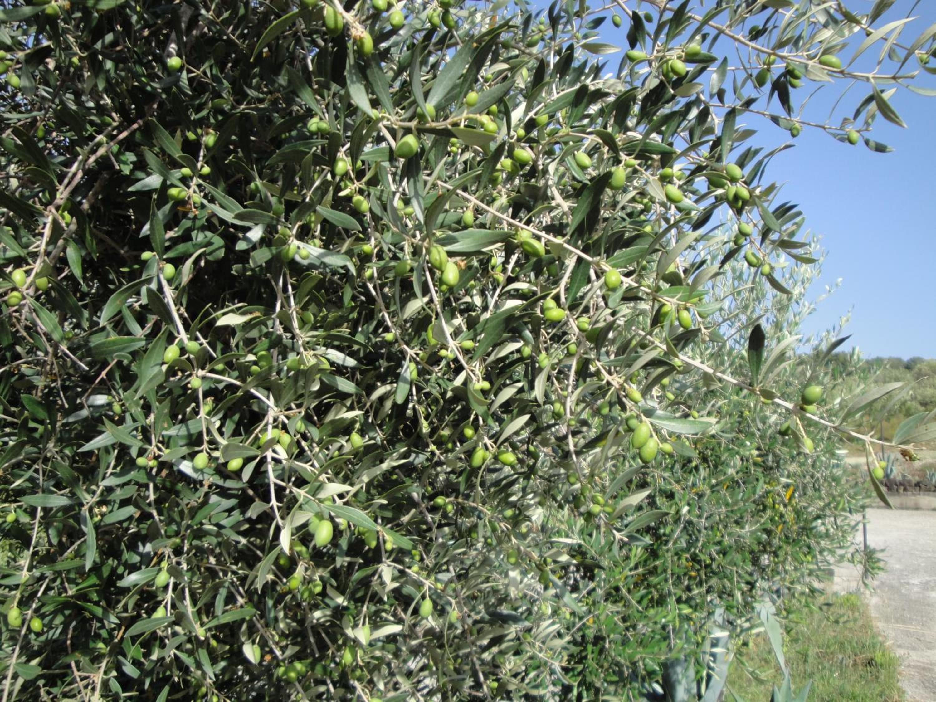 Il Poggio del Cilento Country House