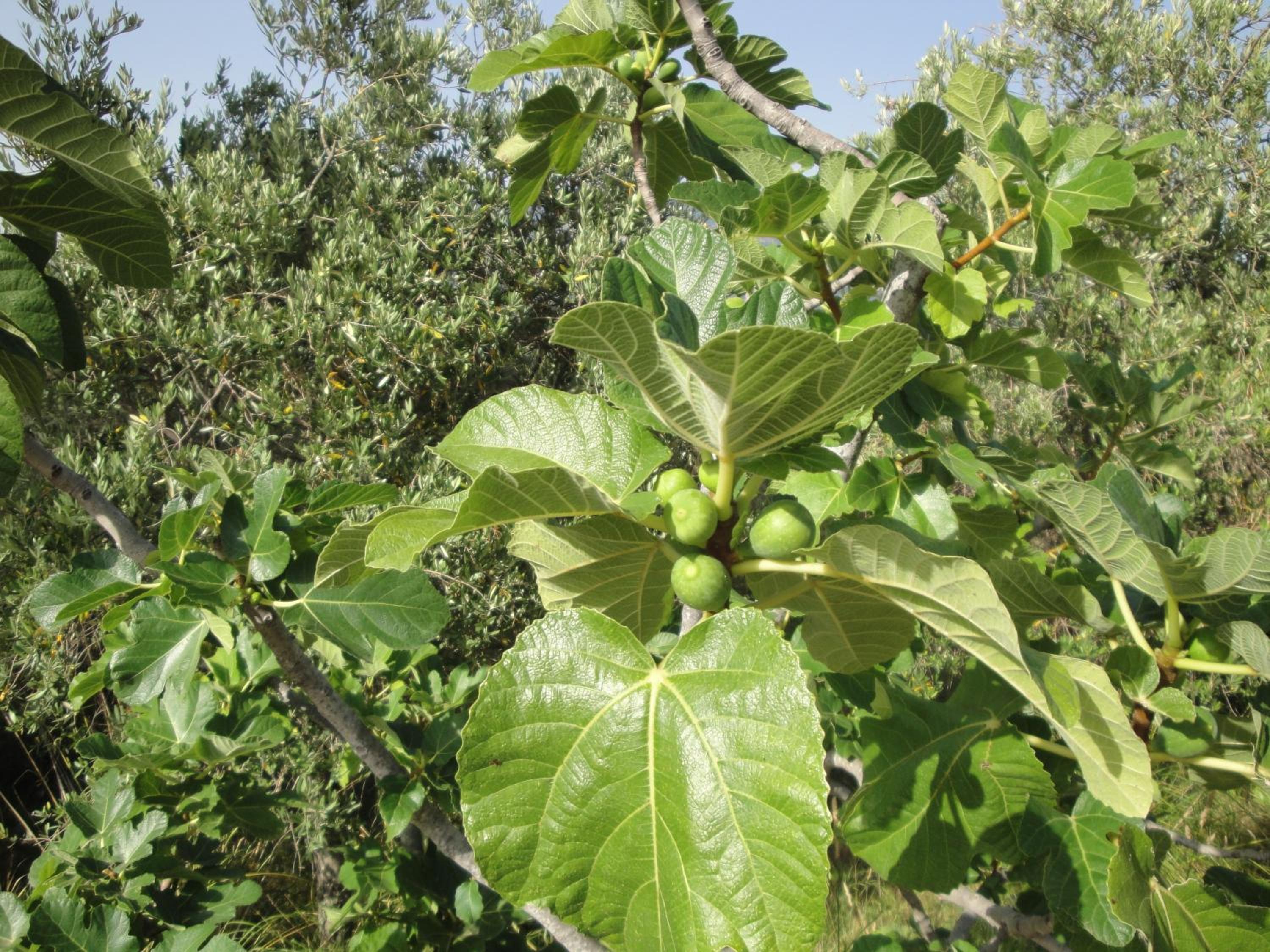 Il Poggio del Cilento Country House