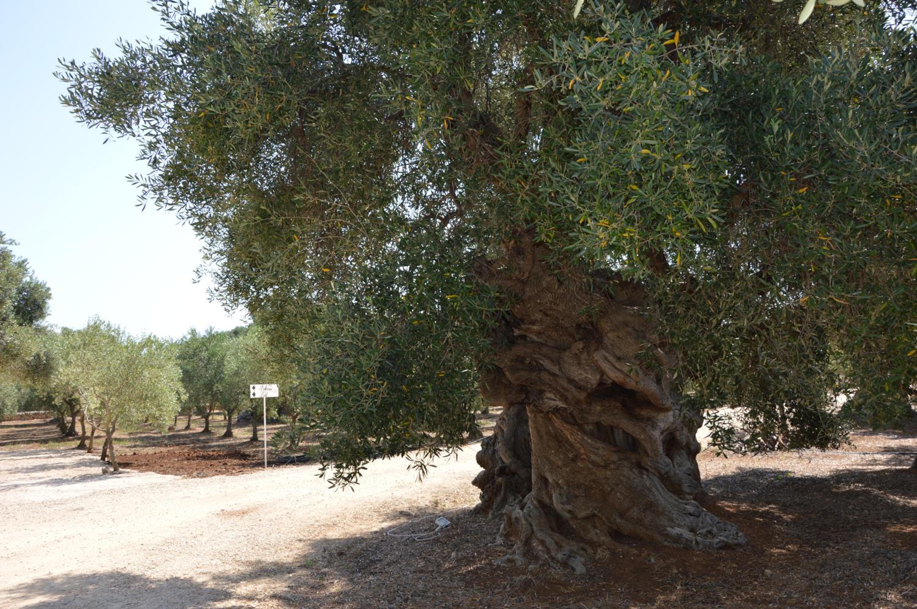 Agriturismo Masseria San Leonardo