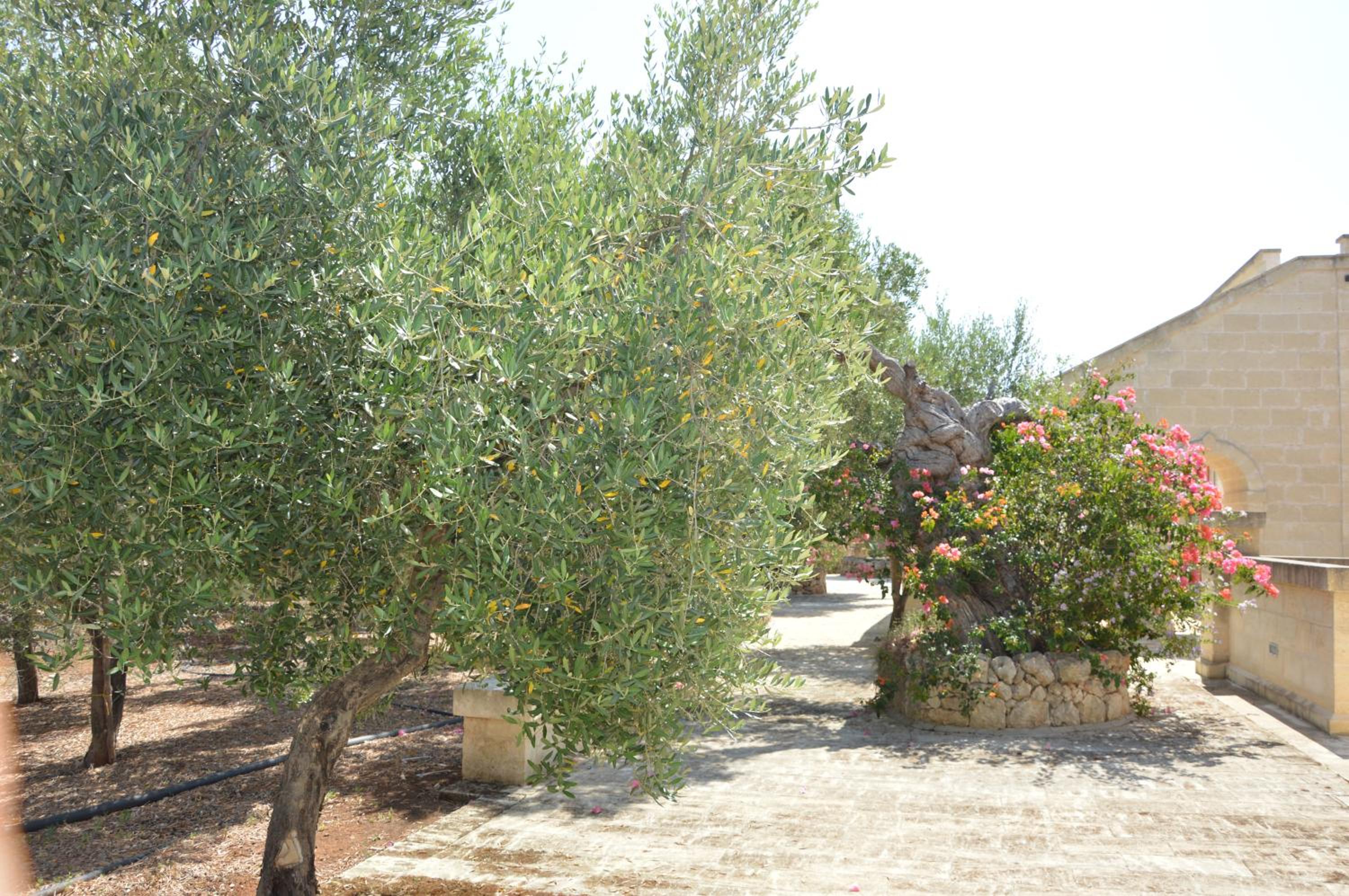 Agriturismo Masseria San Leonardo