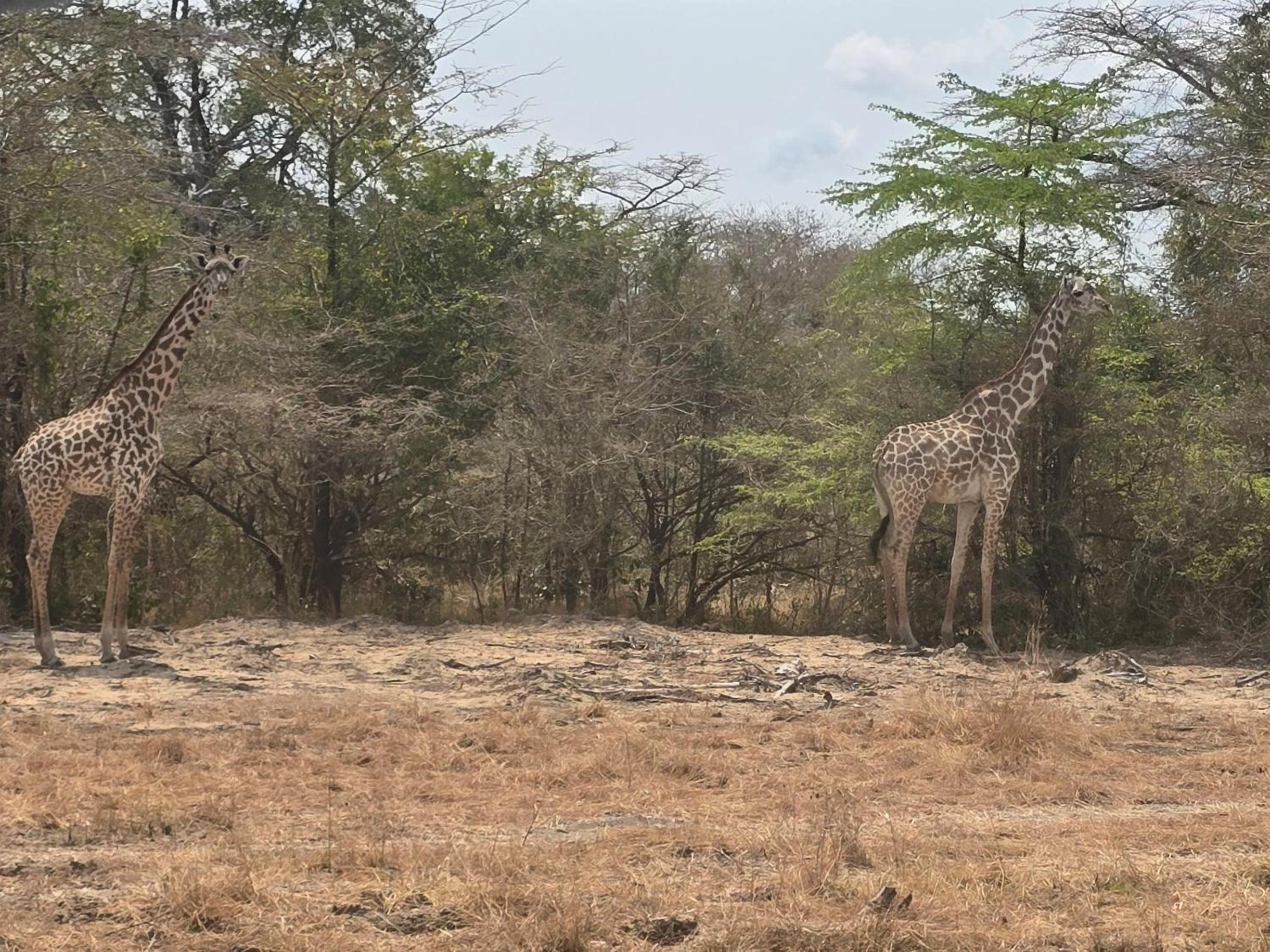 Nakupenda Afrika near JNIA Airport