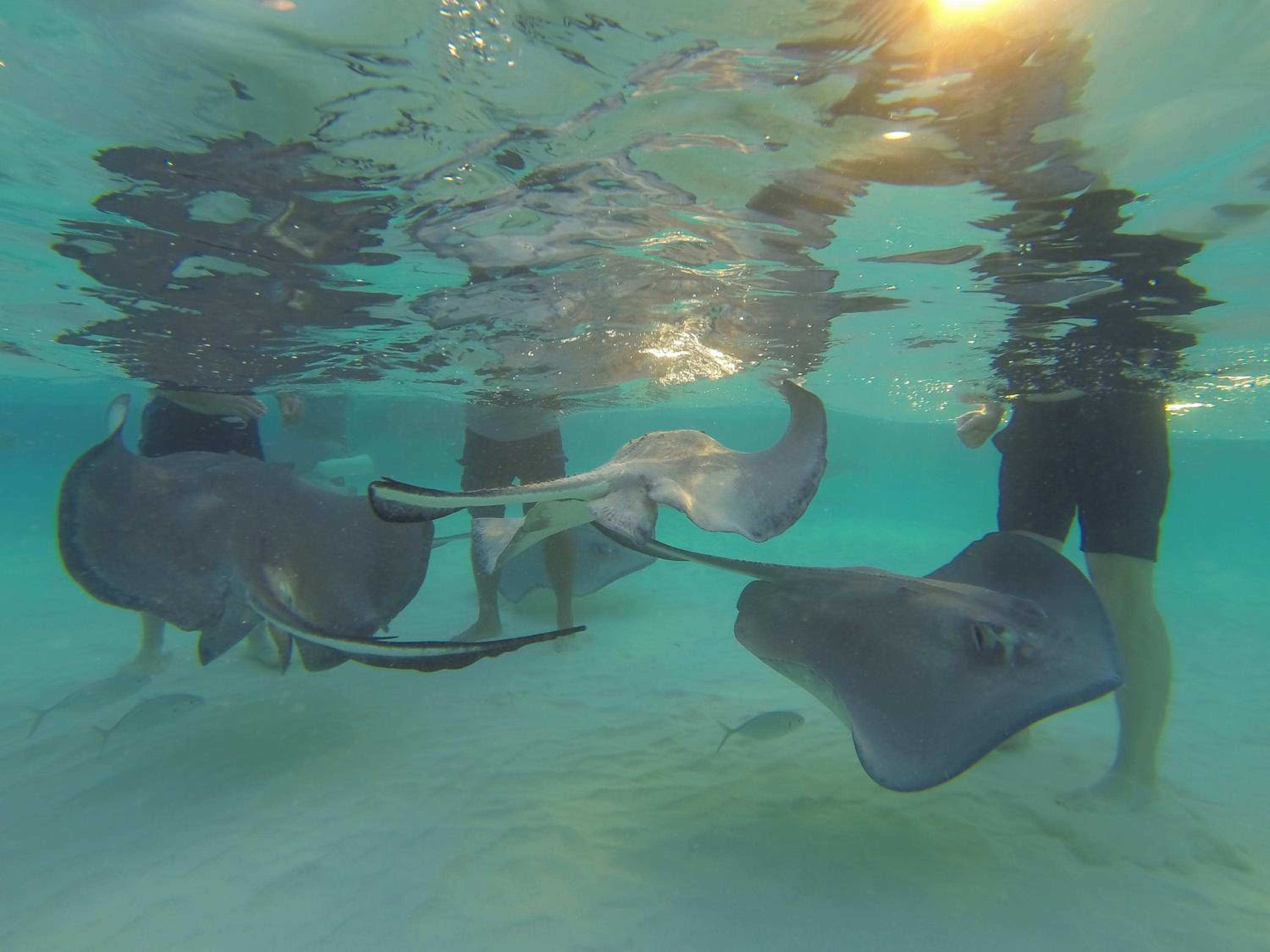 The Reef Beach Resort, East End, Grand Cayman - Photo 31
