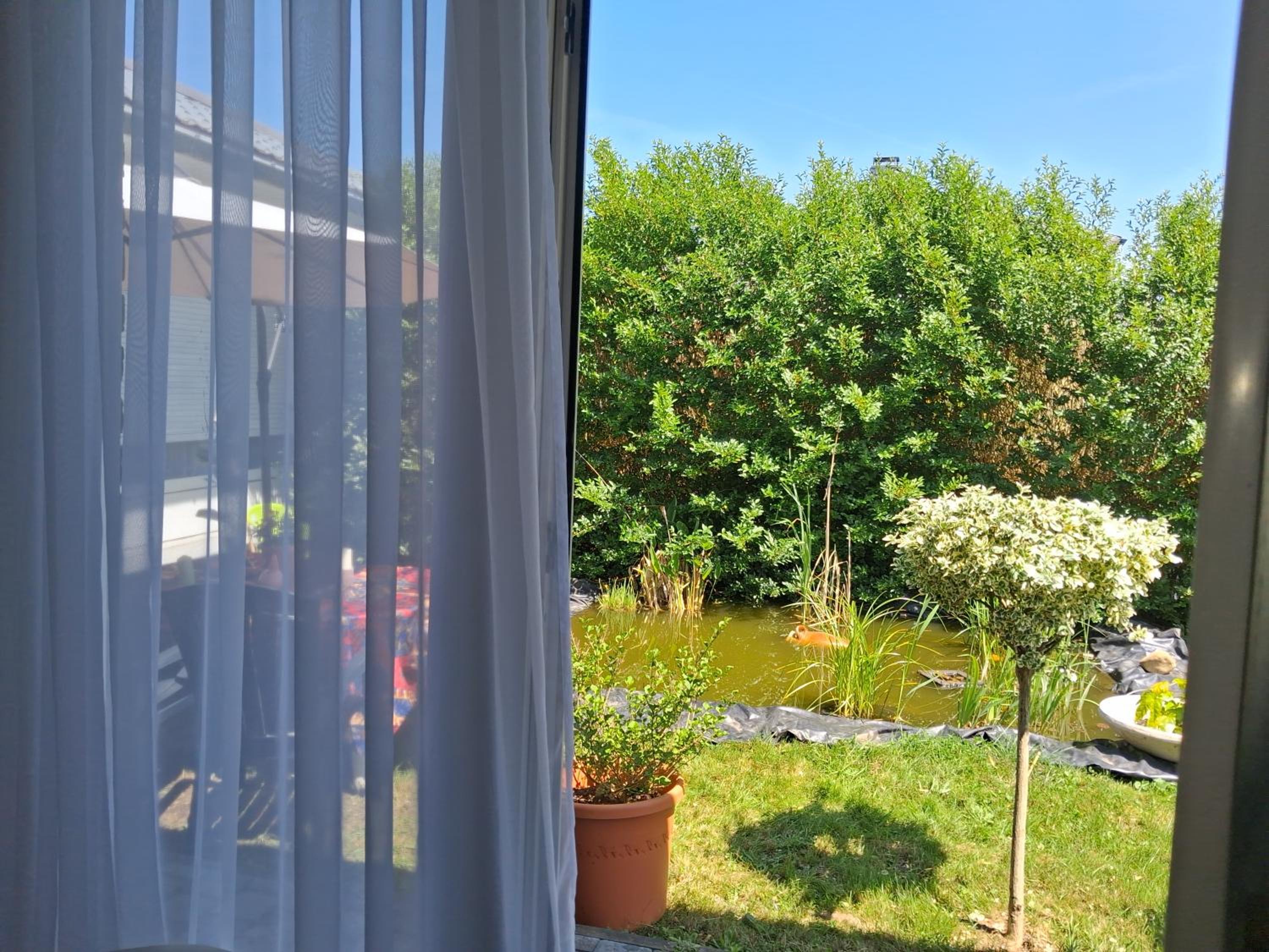 Mésanges bleu Suite DeLuxe