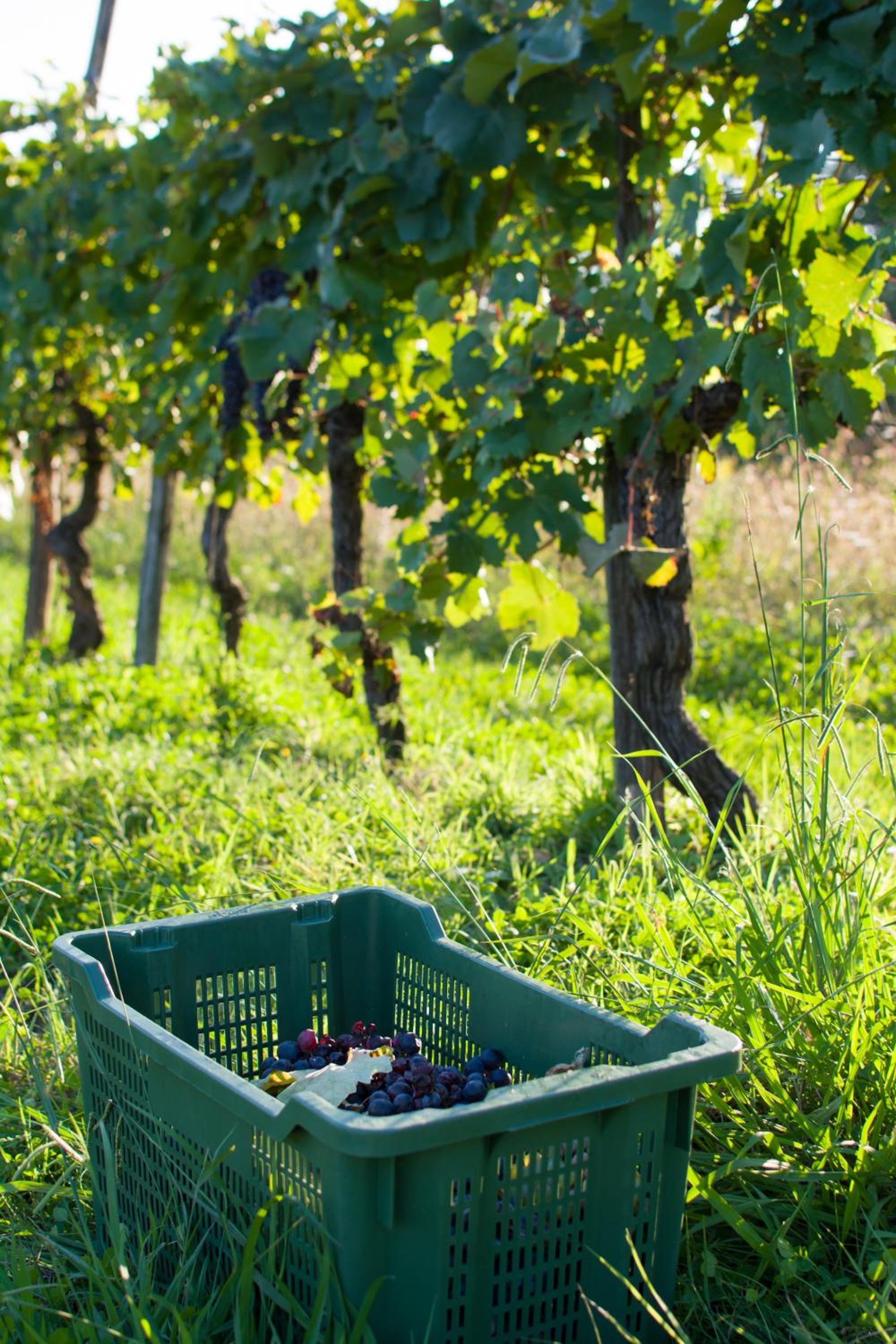 Agriturismo La Torricella
