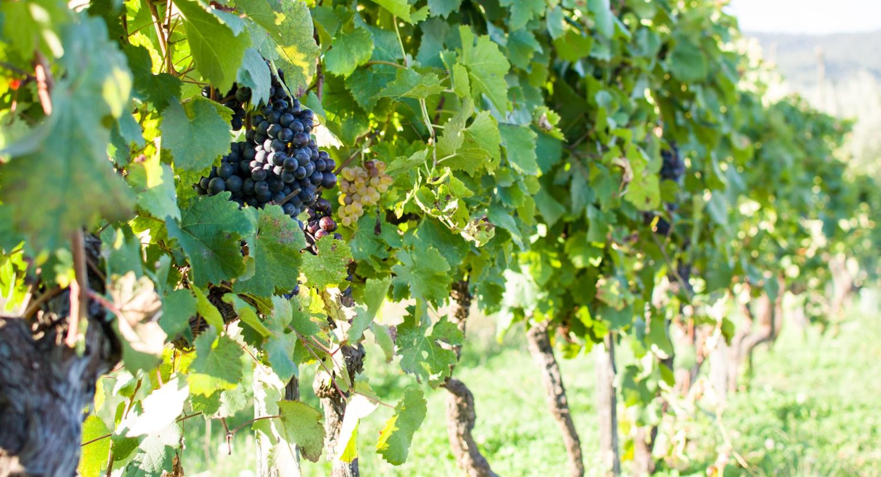 Agriturismo La Torricella