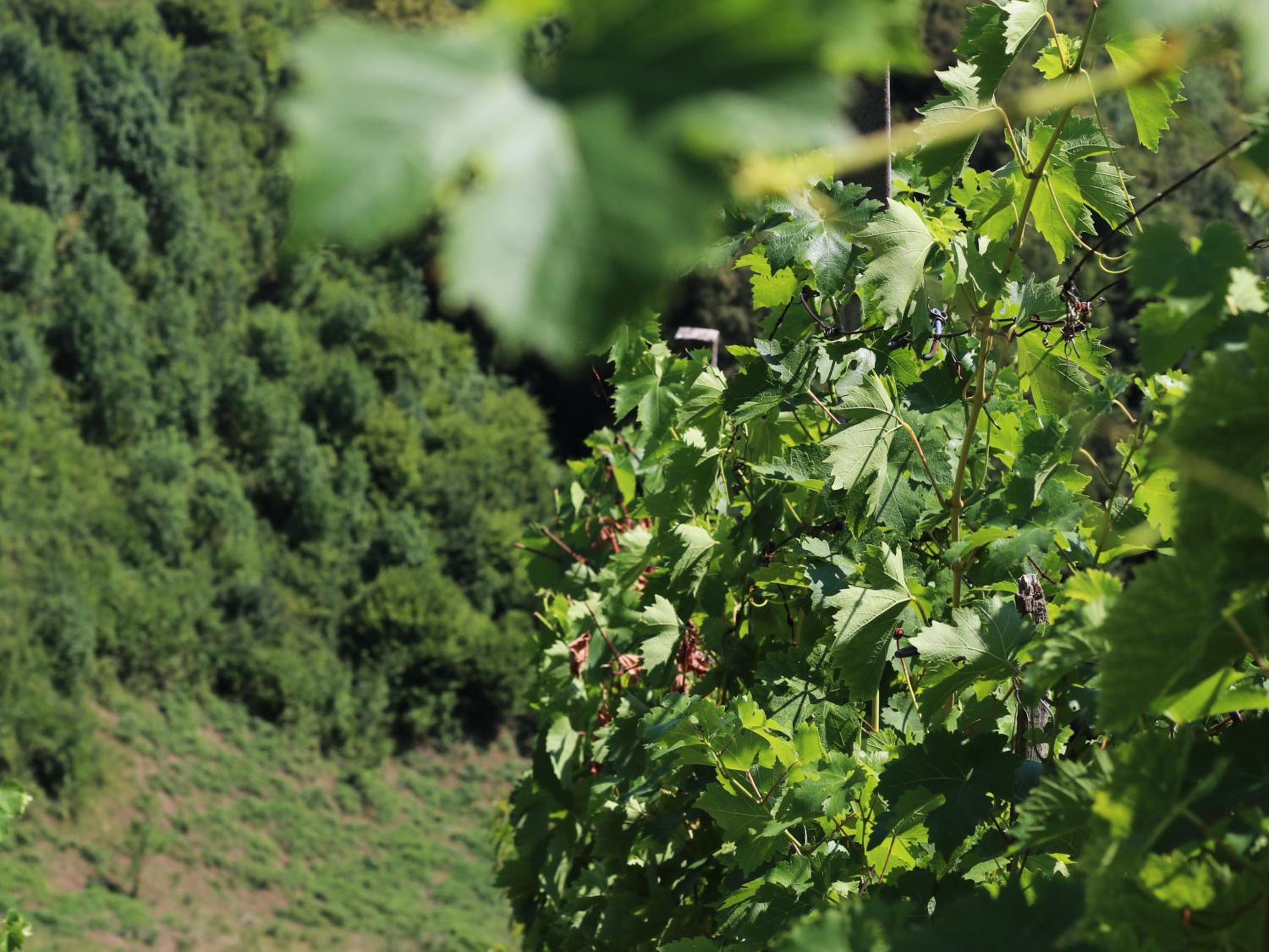 Vineyard cottage Ranč pri Hanzeku