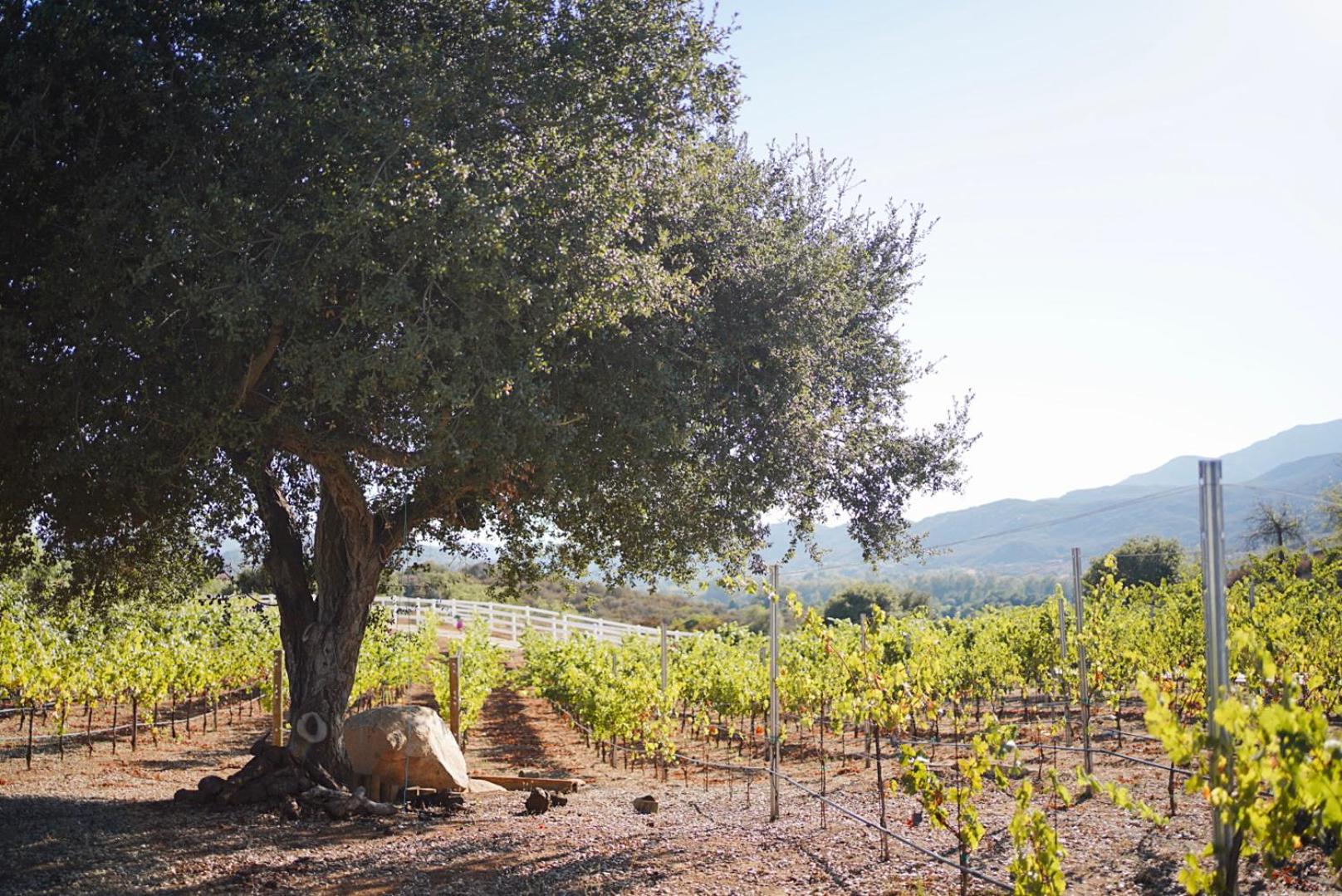 Villa on 5 Acre Vineyard Equestrian Estate, Pool & Hot tub, Events