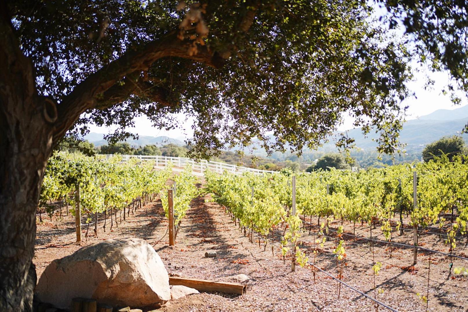 Villa on 5 Acre Vineyard Equestrian Estate, Pool & Hot tub, Events