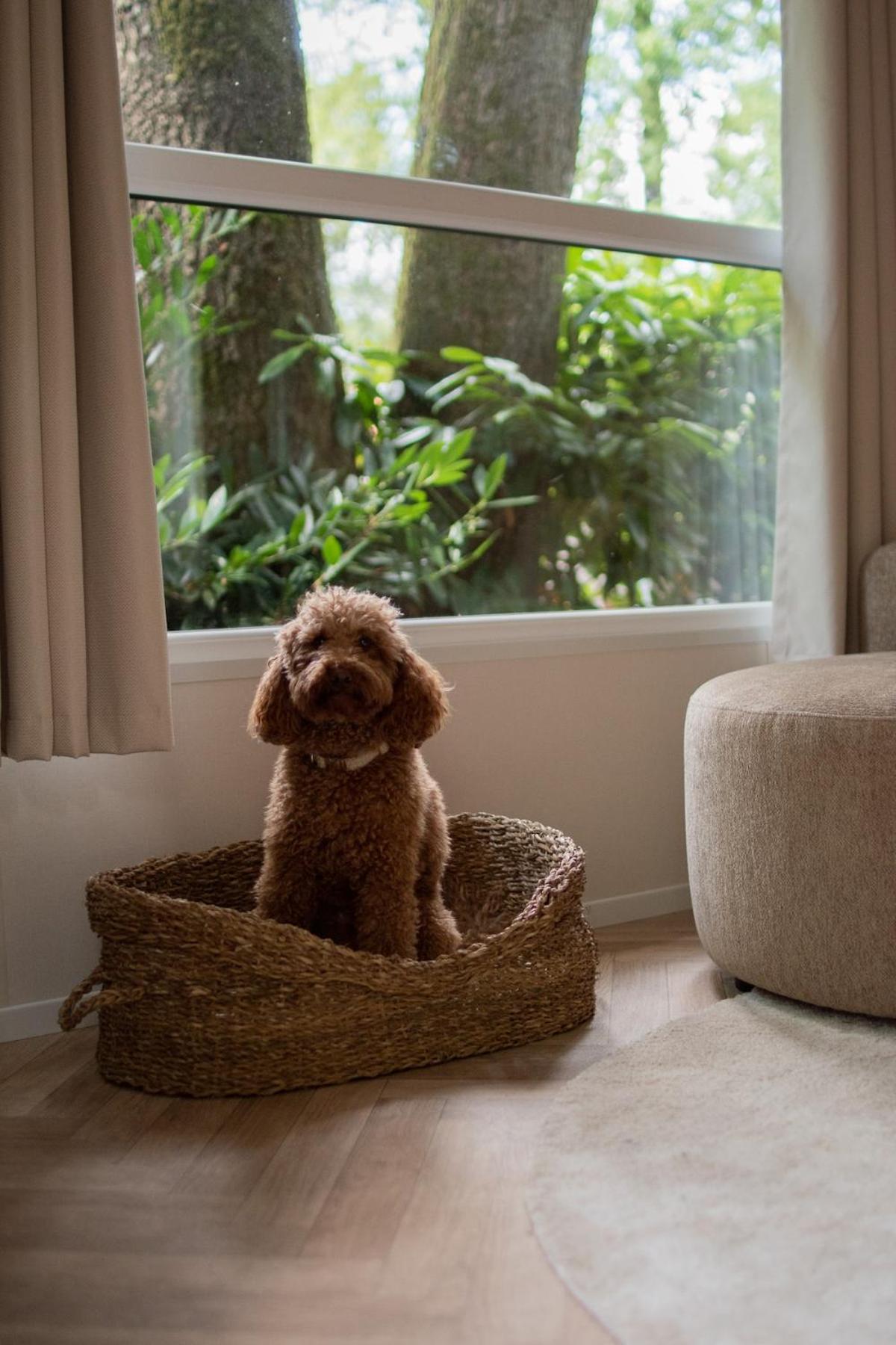 't Veluws Nest - Knus Chalet Veluwe - Hoenderloo, Honden welkom