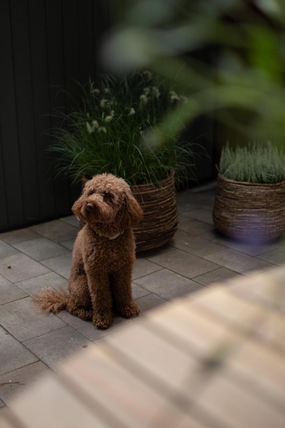 't Veluws Nest - Knus Chalet Veluwe - Hoenderloo, Honden welkom
