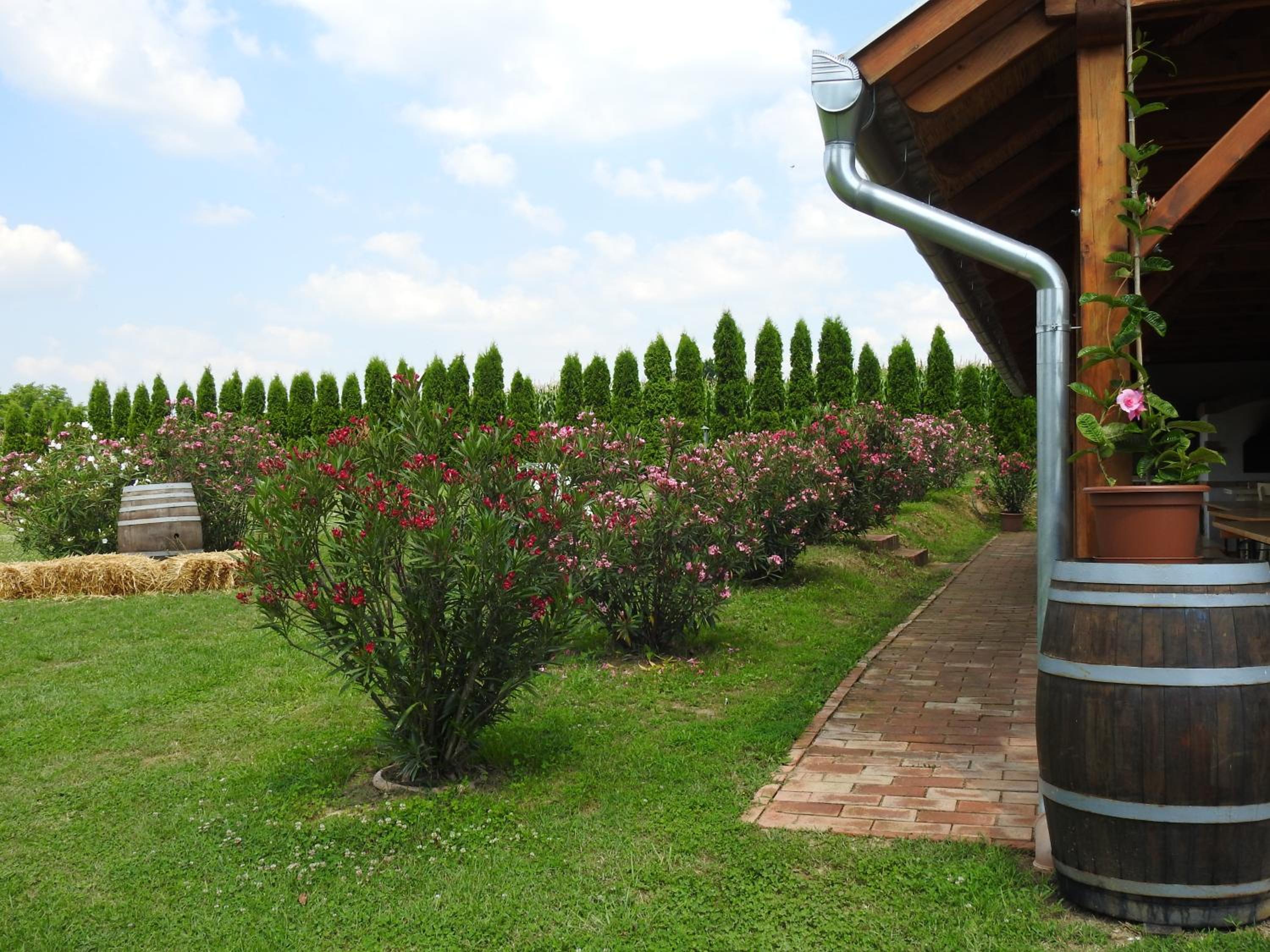 Blum Pince - Borozó Vendégház view 5