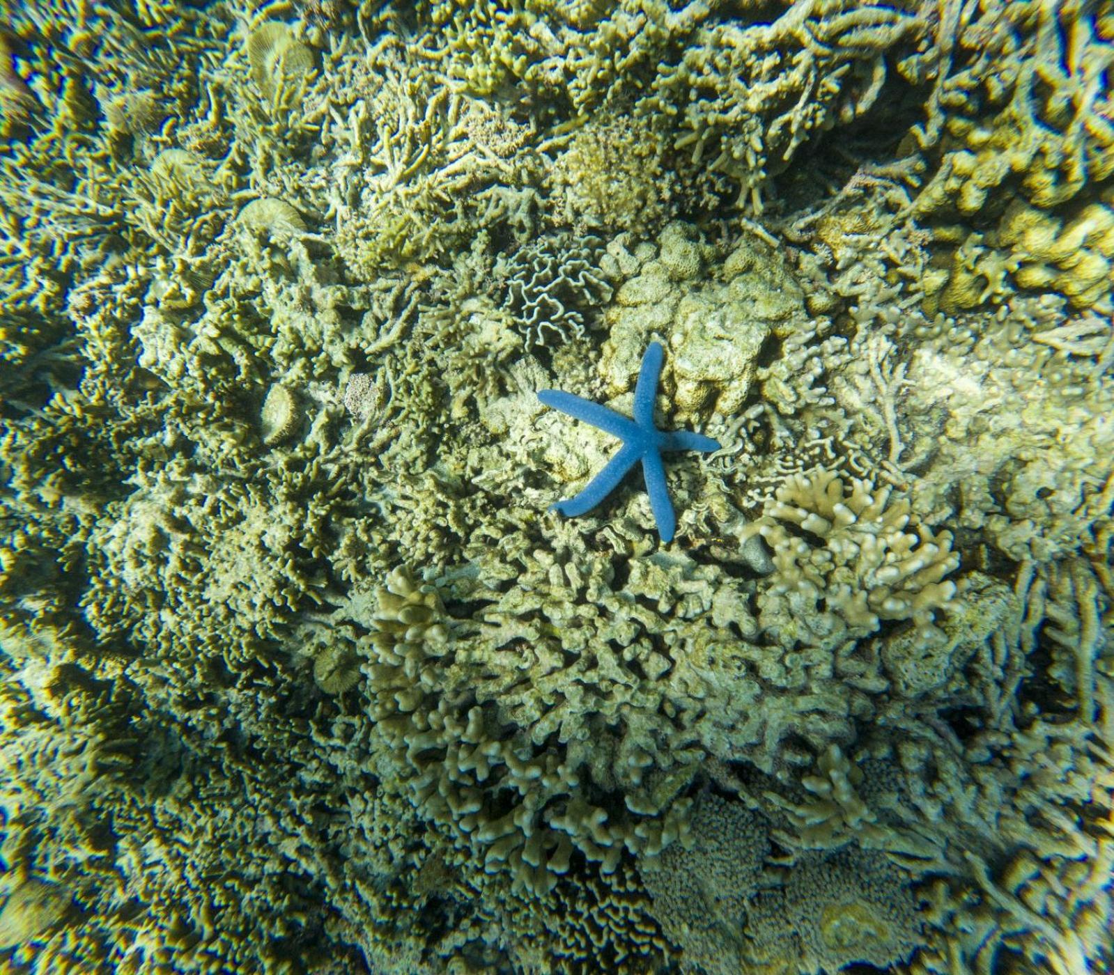 Jojo Komodo Homestay