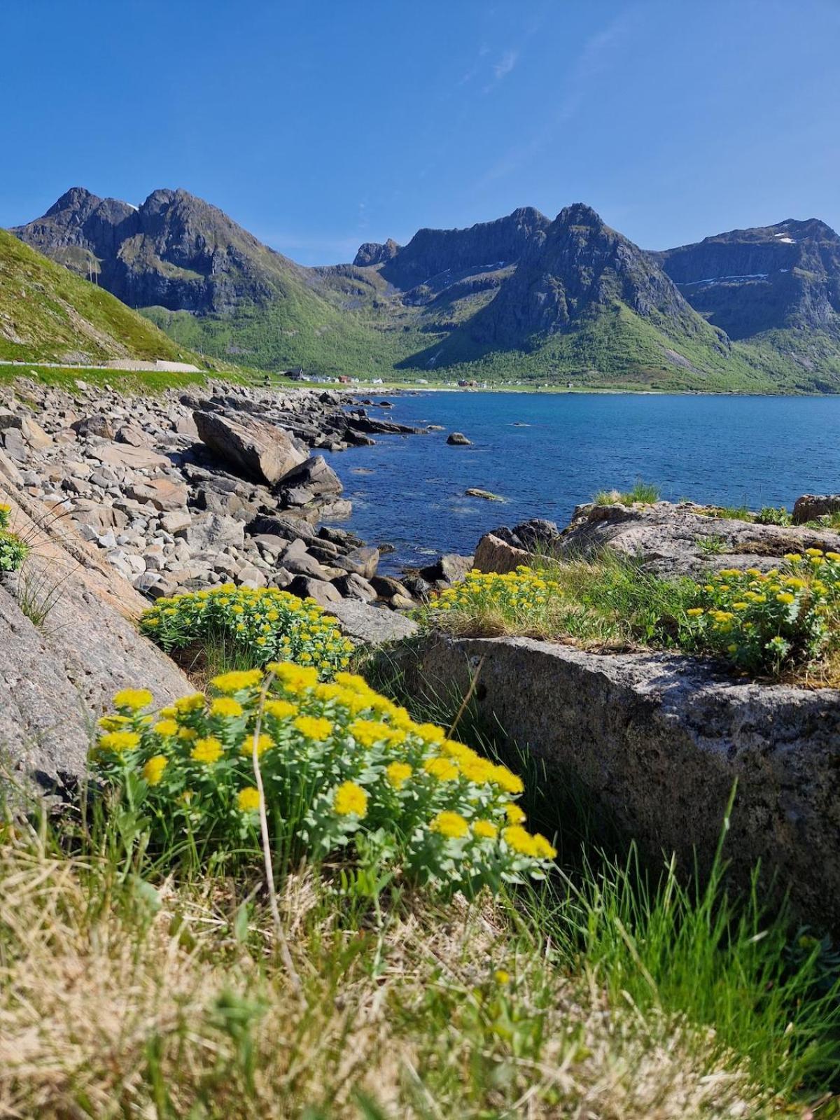 Vareid Panorama Lofoten Lysvollhuset