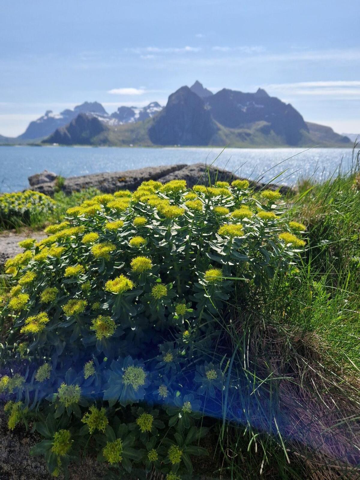 Vareid Panorama Lofoten Lysvollhuset